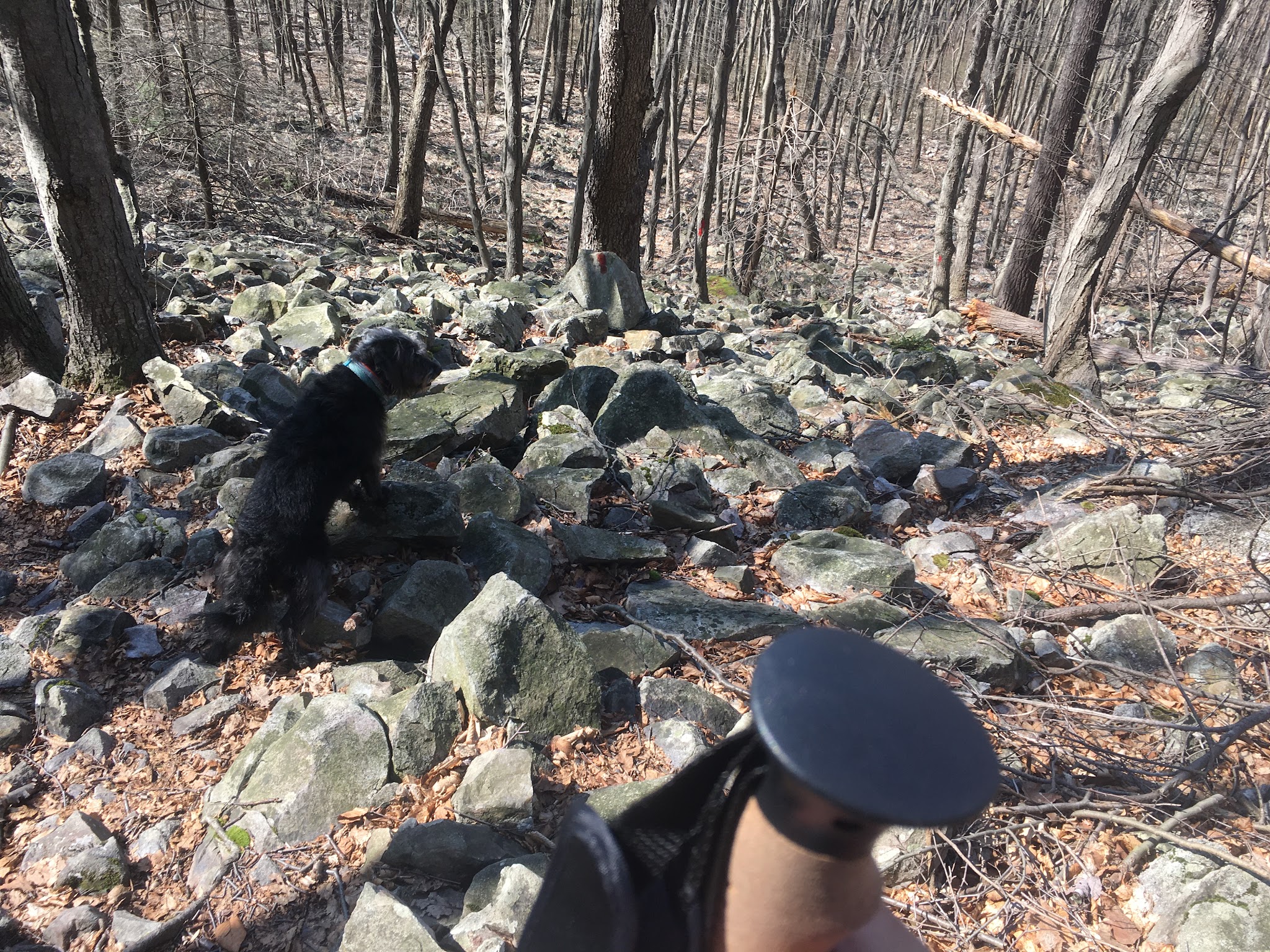 Trailhead access for Sand Springs trail/AT/Stone Tower/The General - Halifax, PA