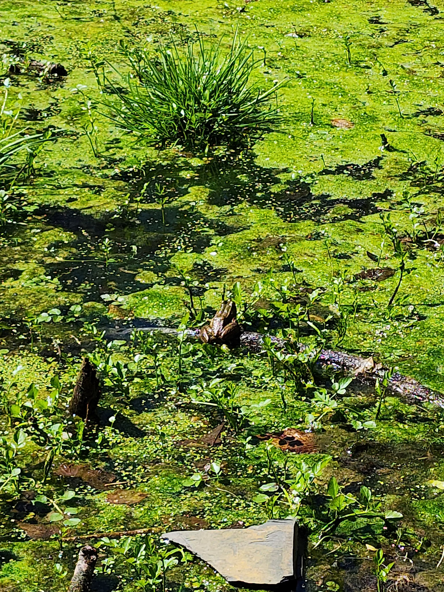 Grandon Farm Trail - Hampden Township, PA