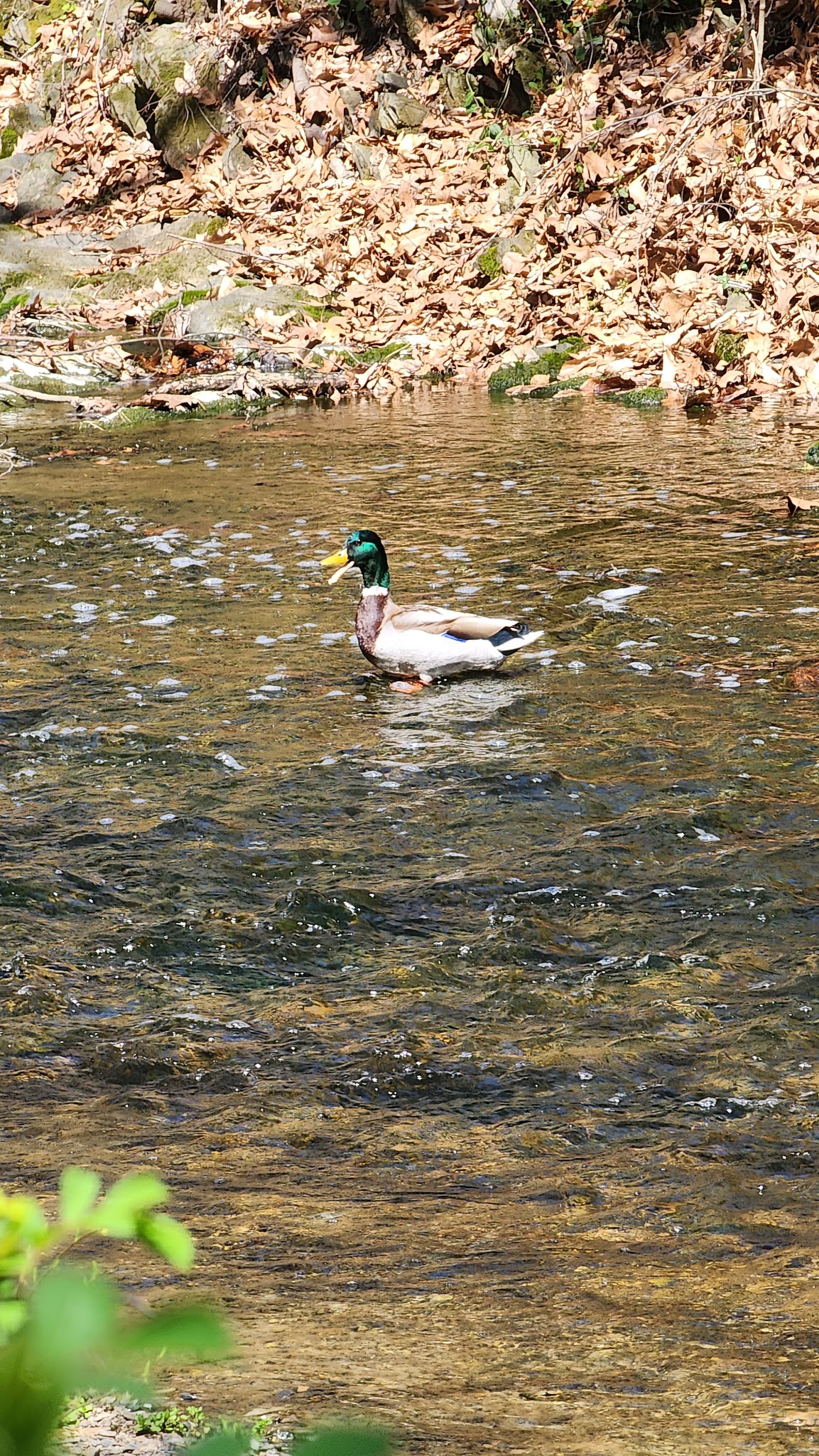 Grandon Farm Trail - Hampden Township, PA