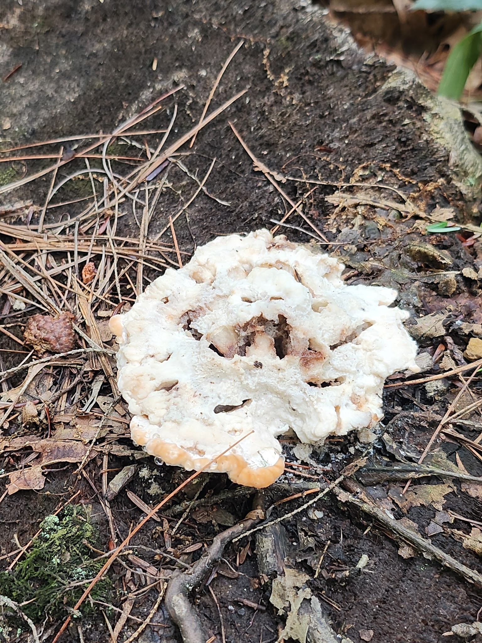 East Rd trailhead - Hampstead, NH
