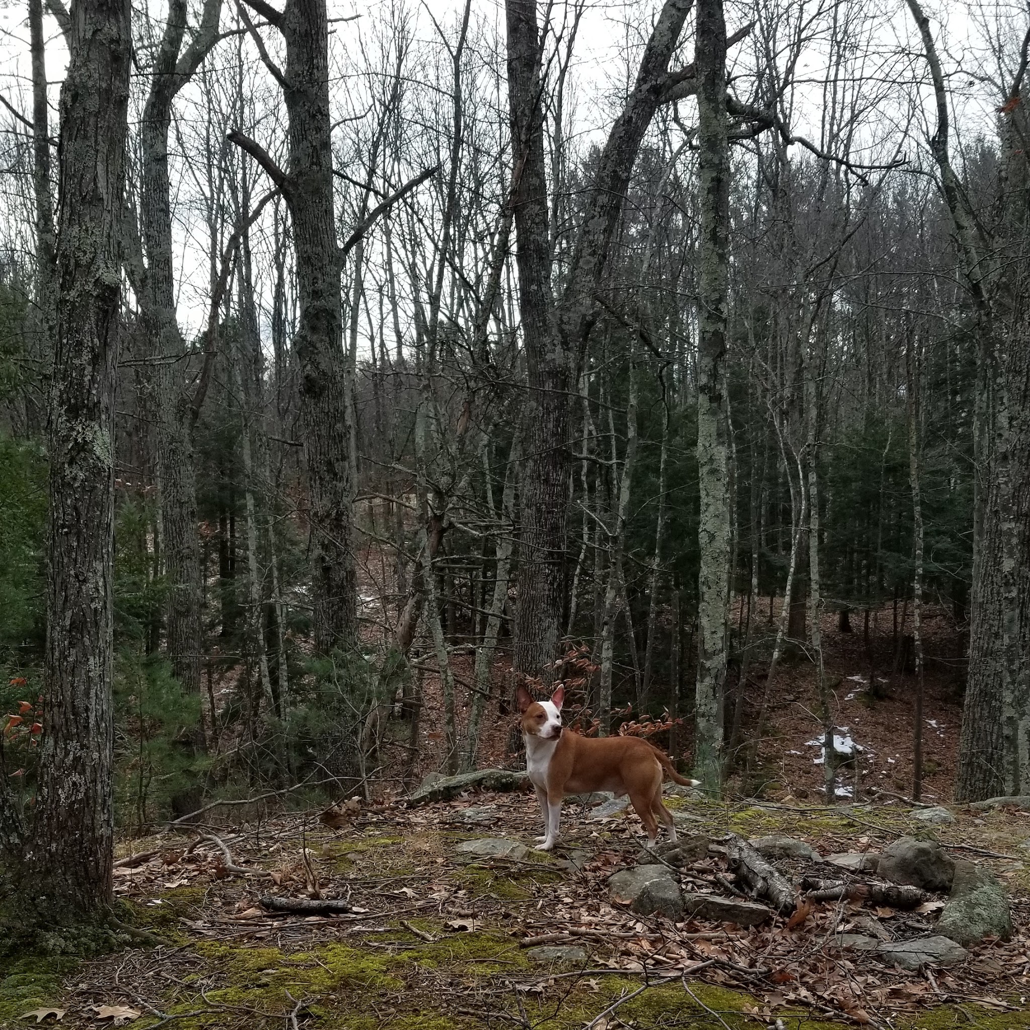 Hampstead Town Forest - Western Section Trails - Hampstead, NH