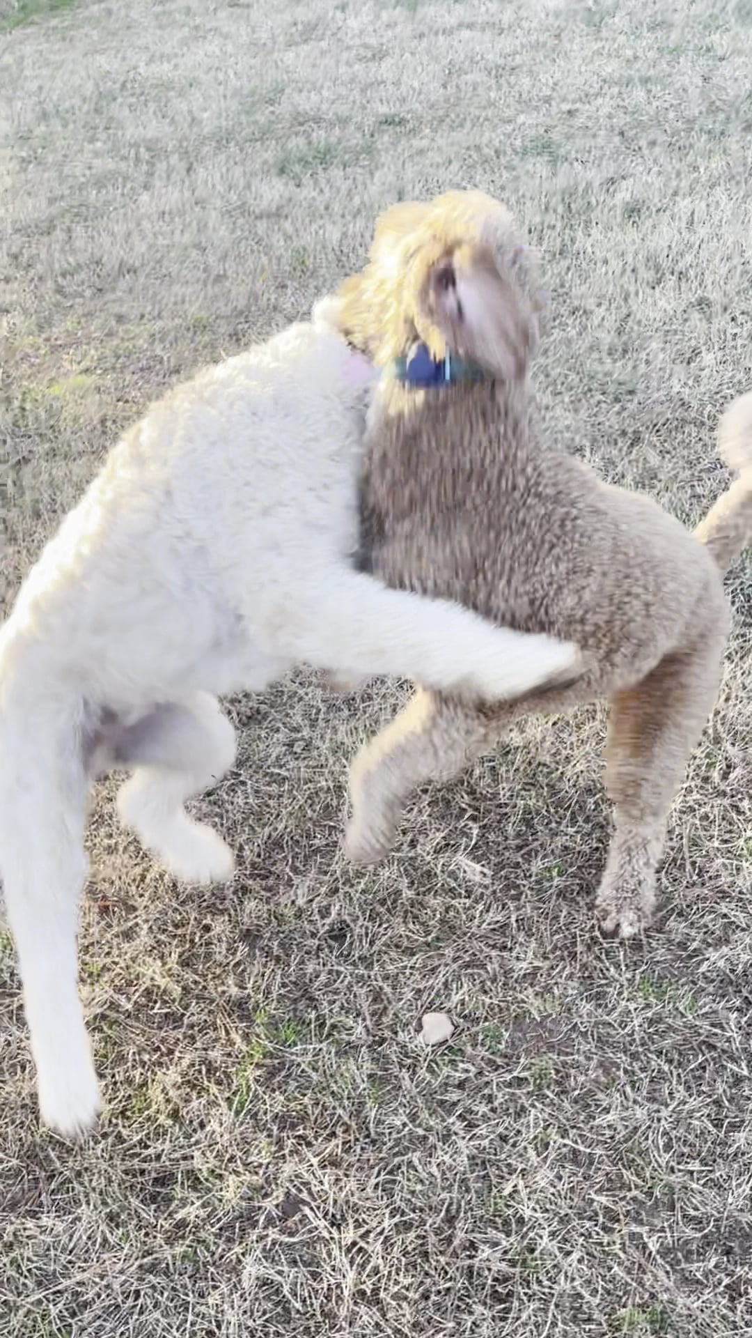 Dog park - Hampton, GA