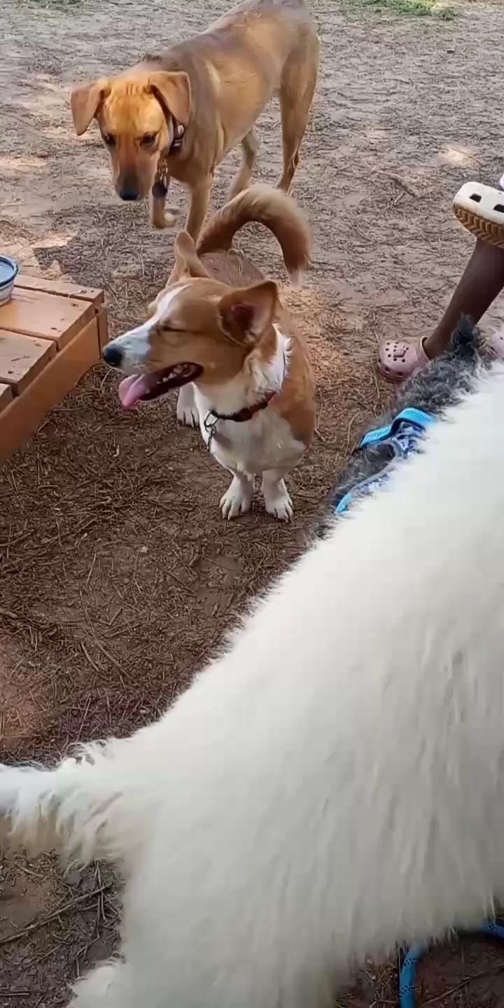 Dog park - Hampton, GA