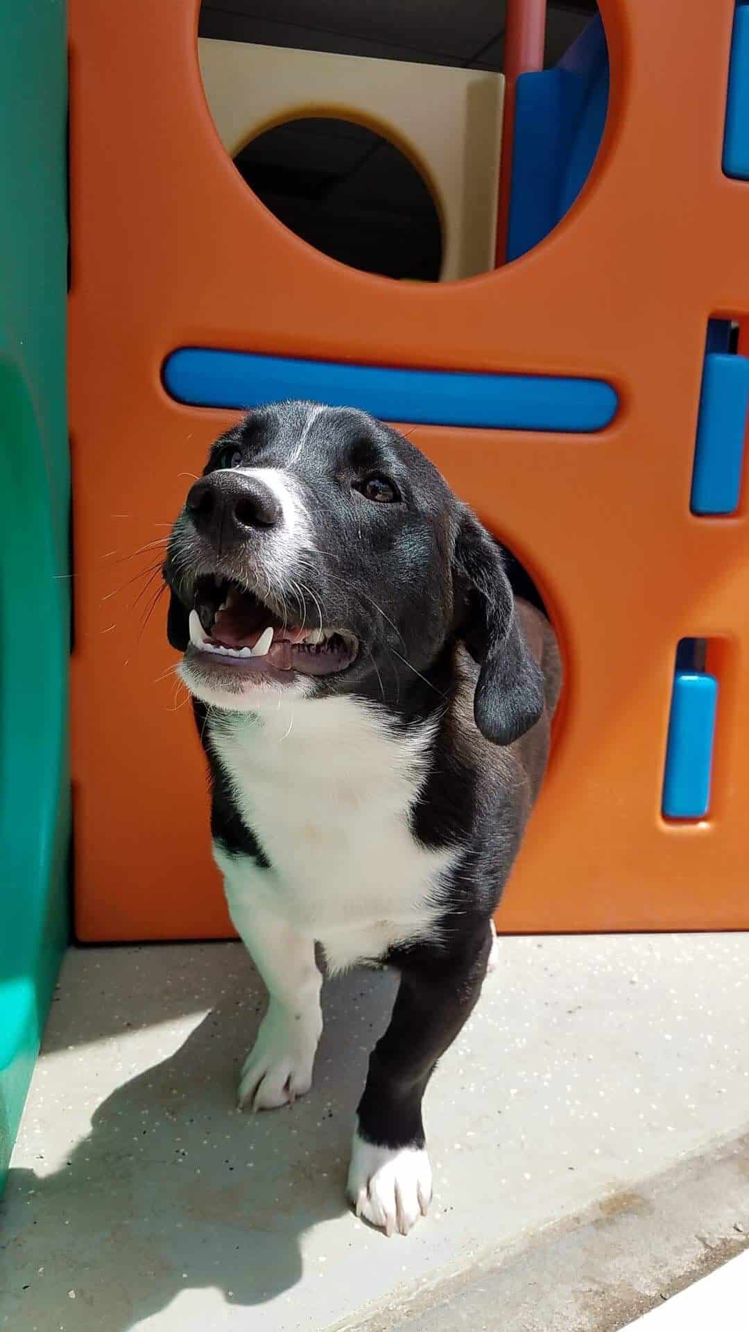 Emmy's Barking Lot - Hanover, MA