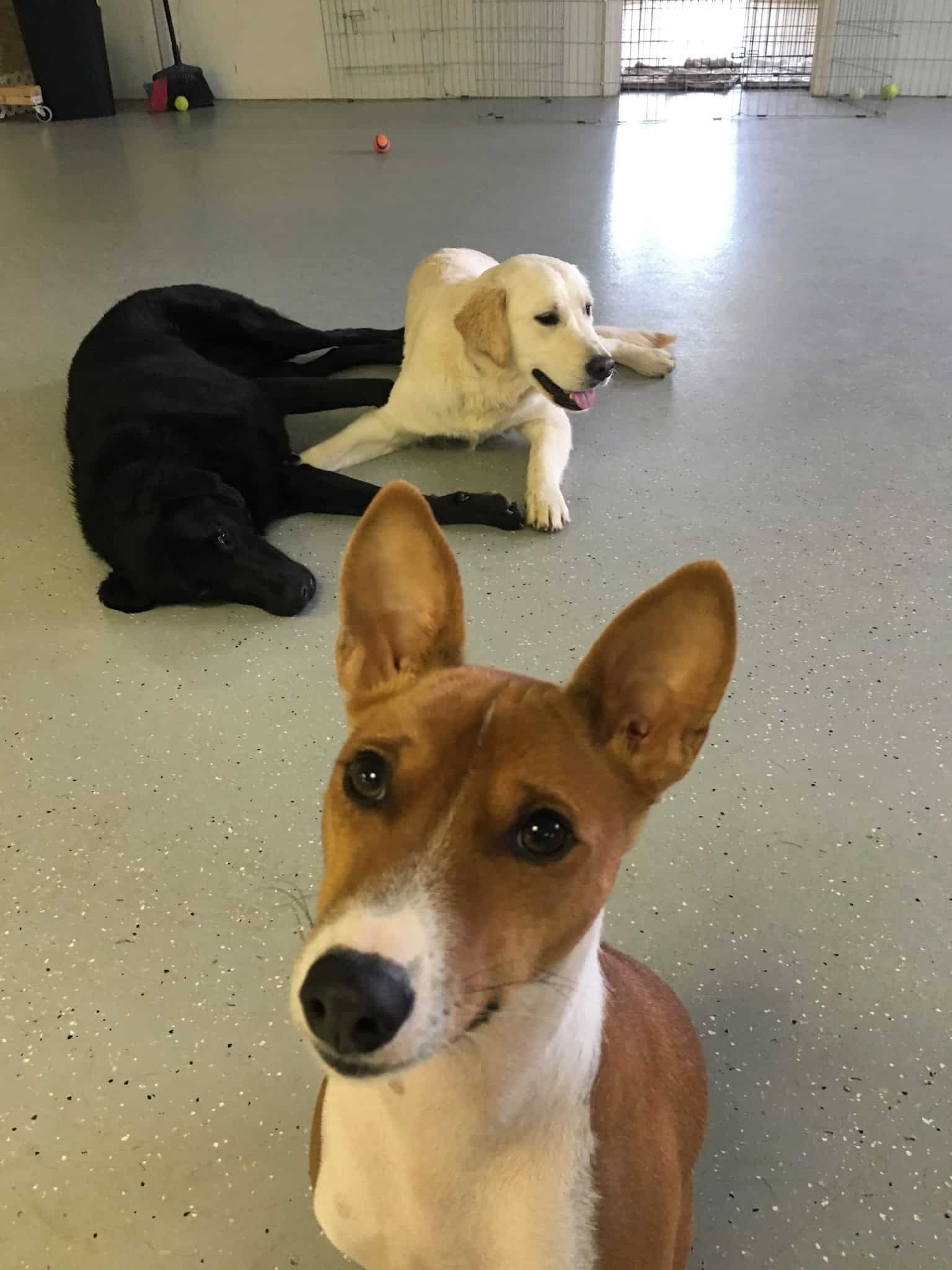 Emmy's Barking Lot - Hanover, MA