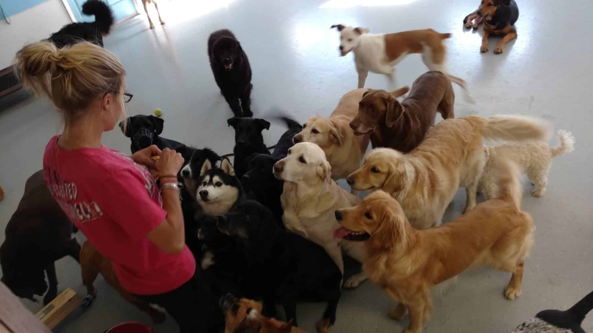 Emmy's Barking Lot - Hanover, MA