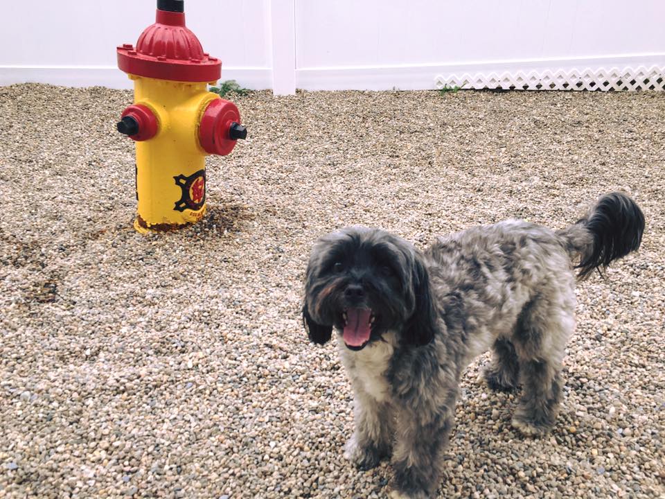 Emmy's Barking Lot - Hanover, MA