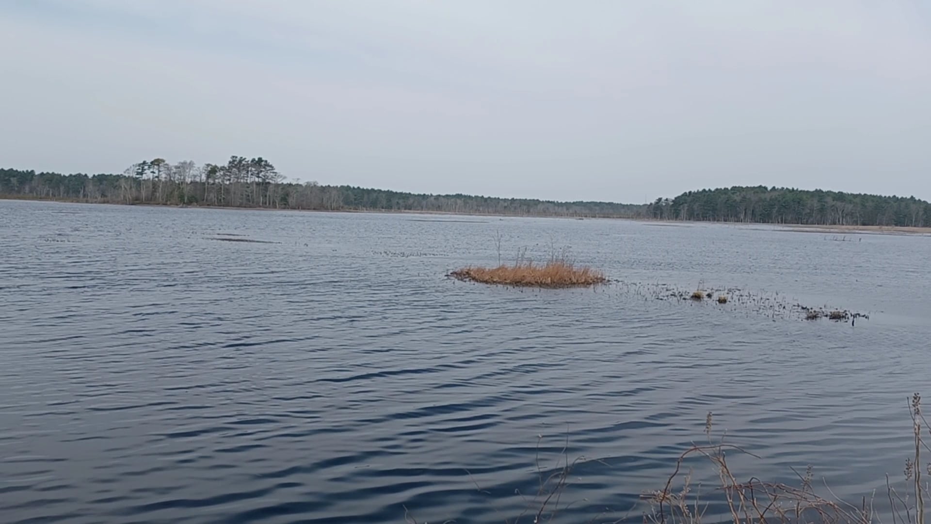 Burrage Pond Wildlife Management Area - Hanson, MA