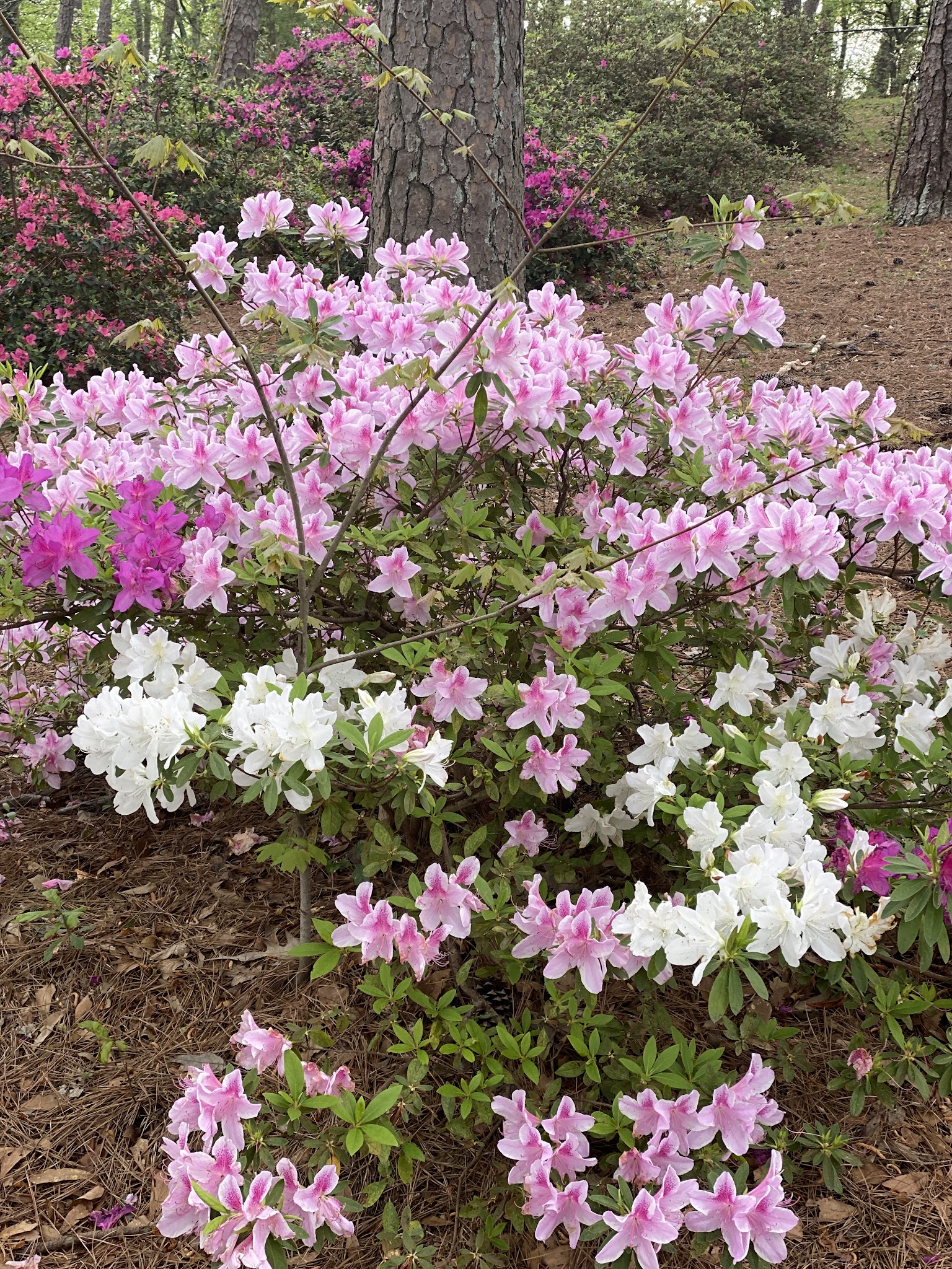 John R. Lewis Memorial Park & Dog Park - Hapeville, GA