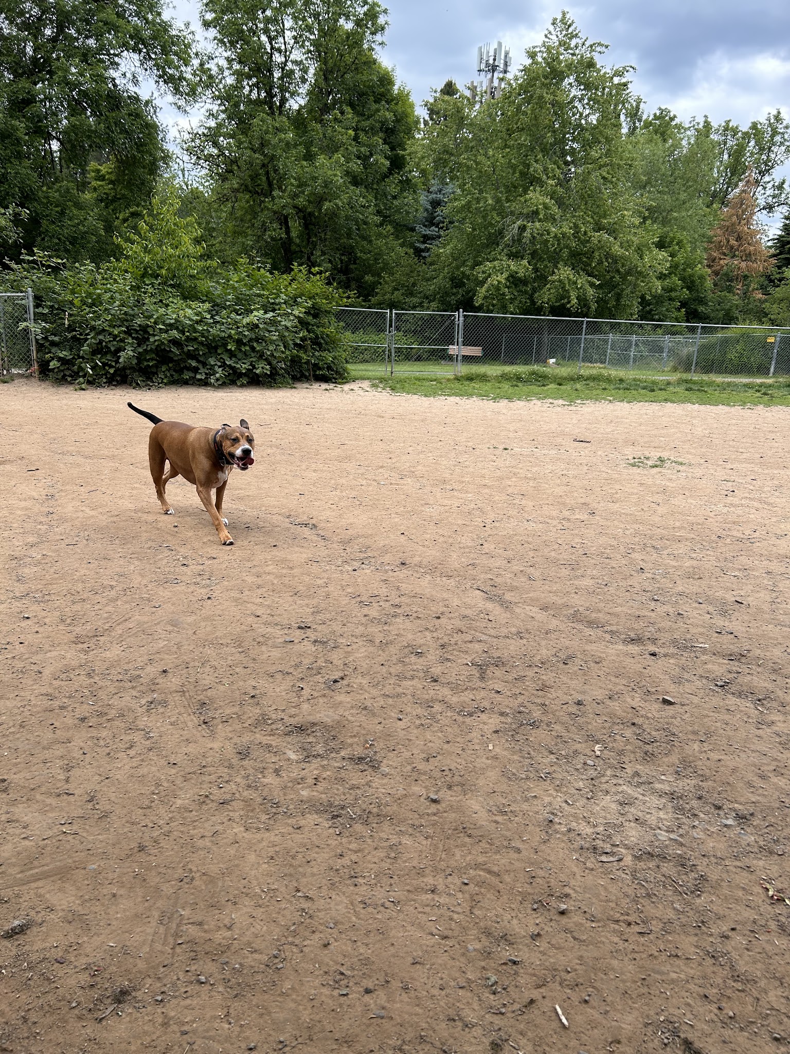 Happy Valley Off Leash Dog Park - Happy Valley, OR