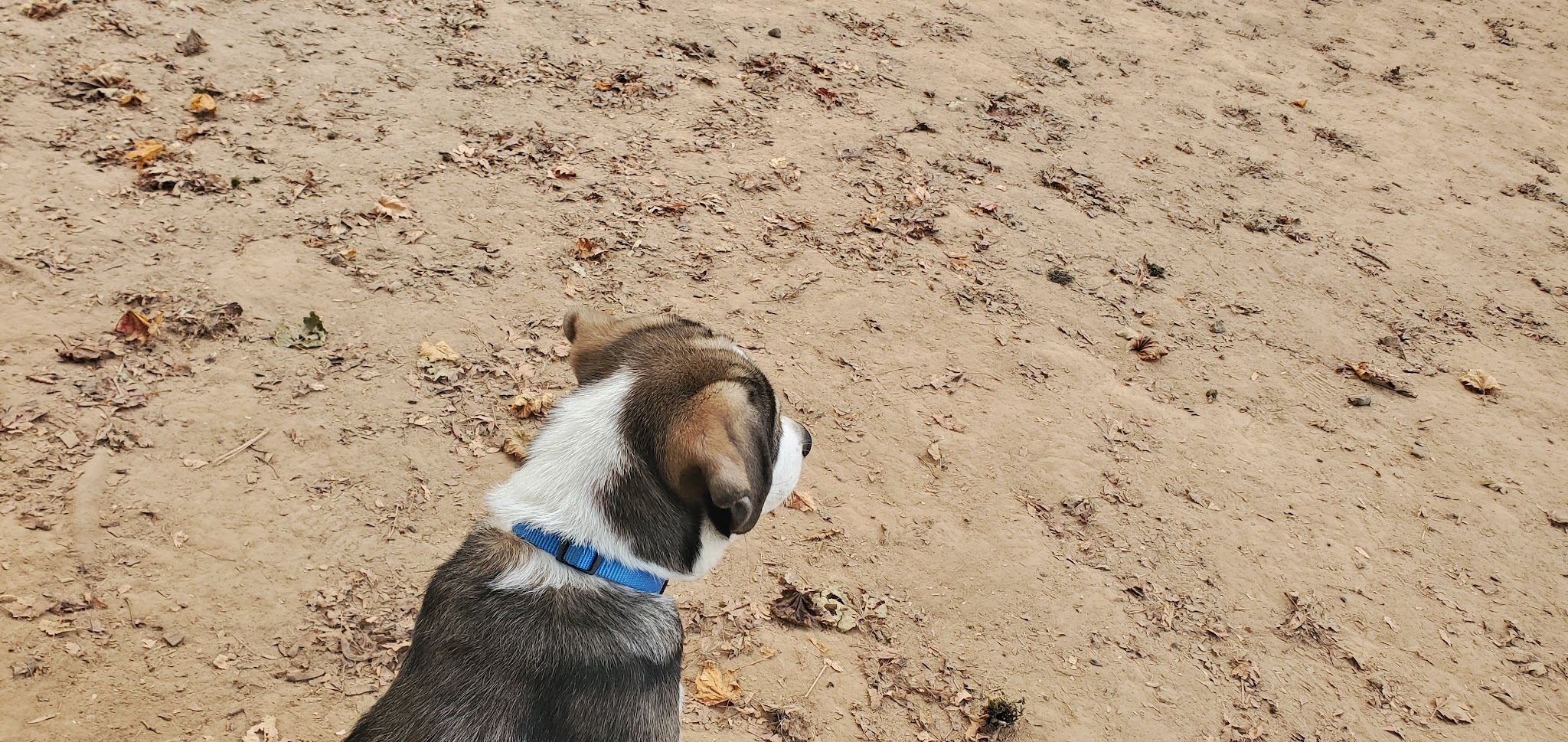 Happy Valley Off Leash Dog Park - Happy Valley, OR