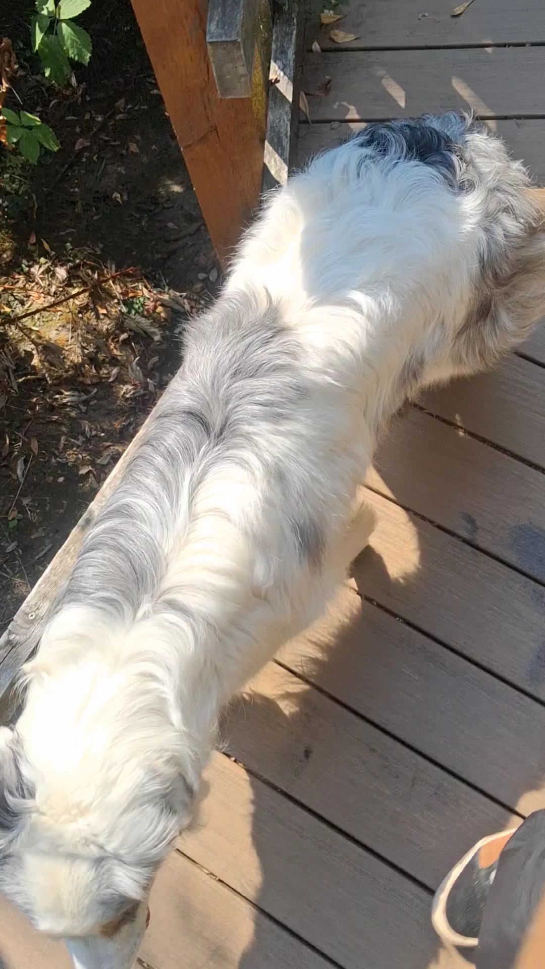 Happy Valley Off Leash Dog Park - Happy Valley, OR