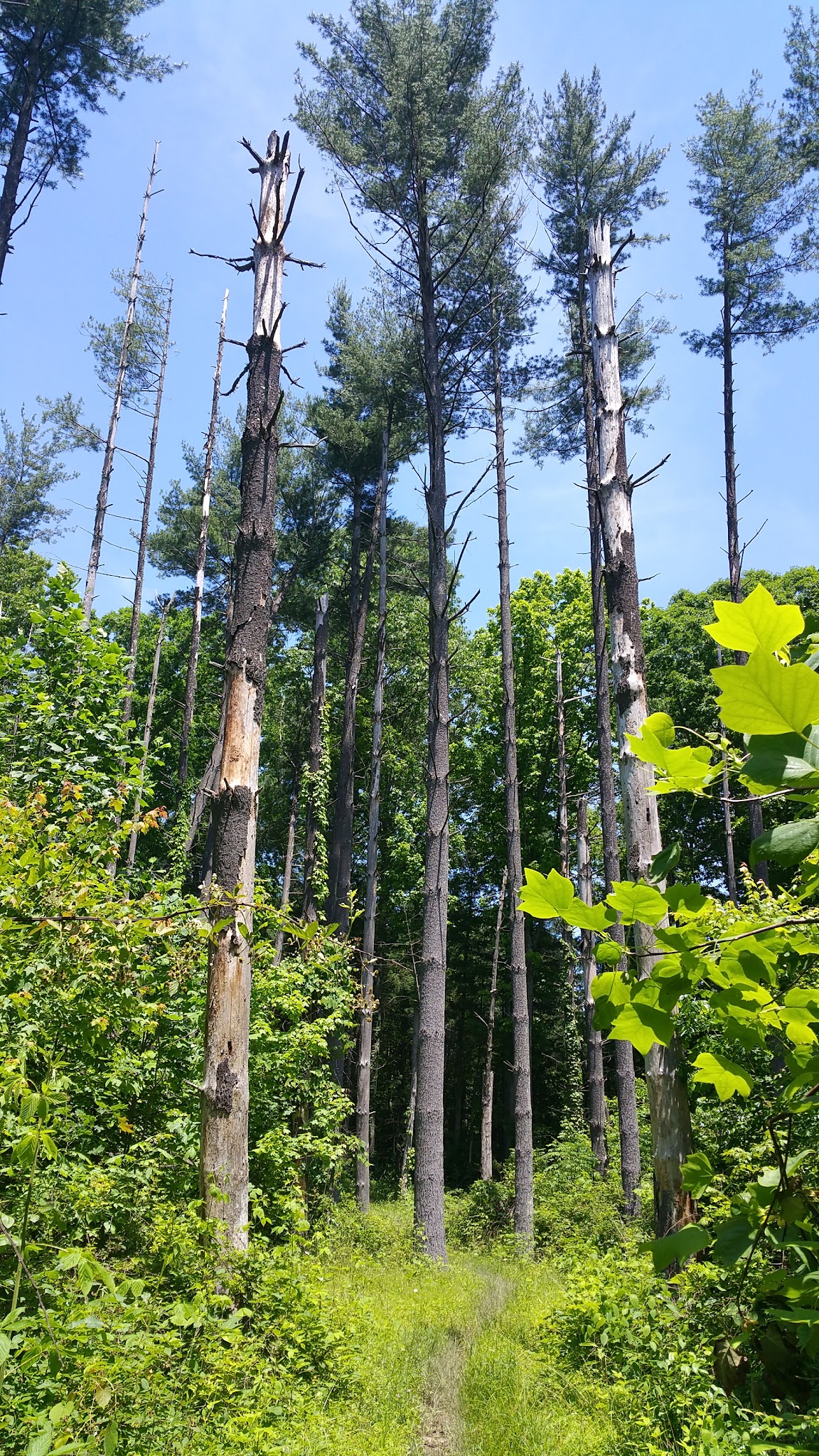 Lick Creek Trailhead - Hardinsburg, IN