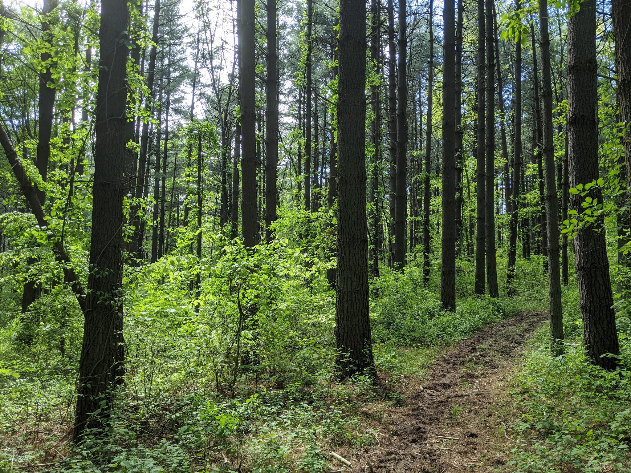 Lick Creek Trailhead - Hardinsburg, IN