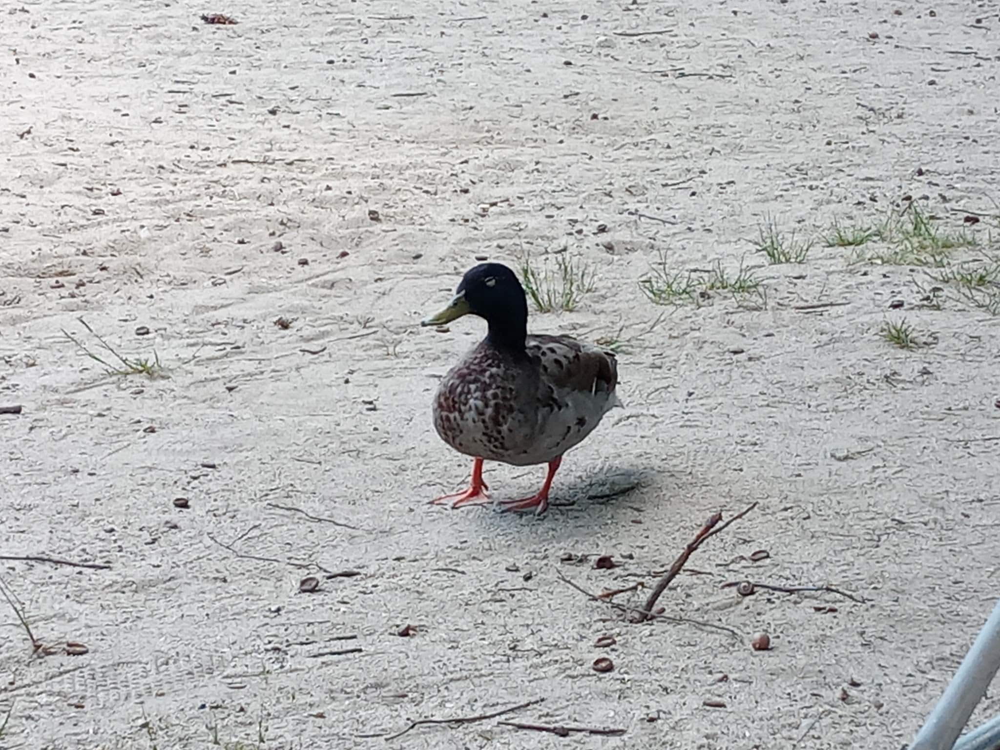 Crystal Lake Park - Harrison, ME
