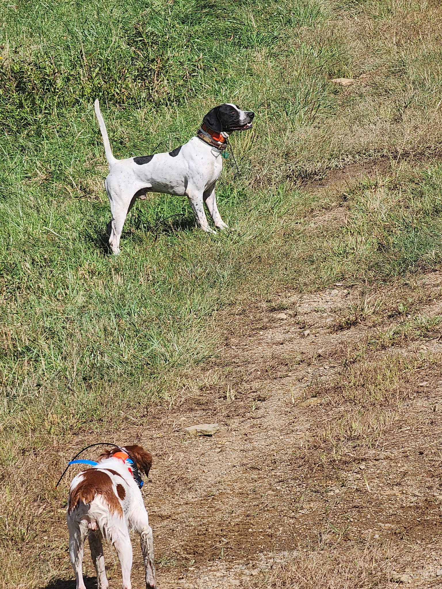Oak Ridge Pointing Dog Club - Harrisville, PA