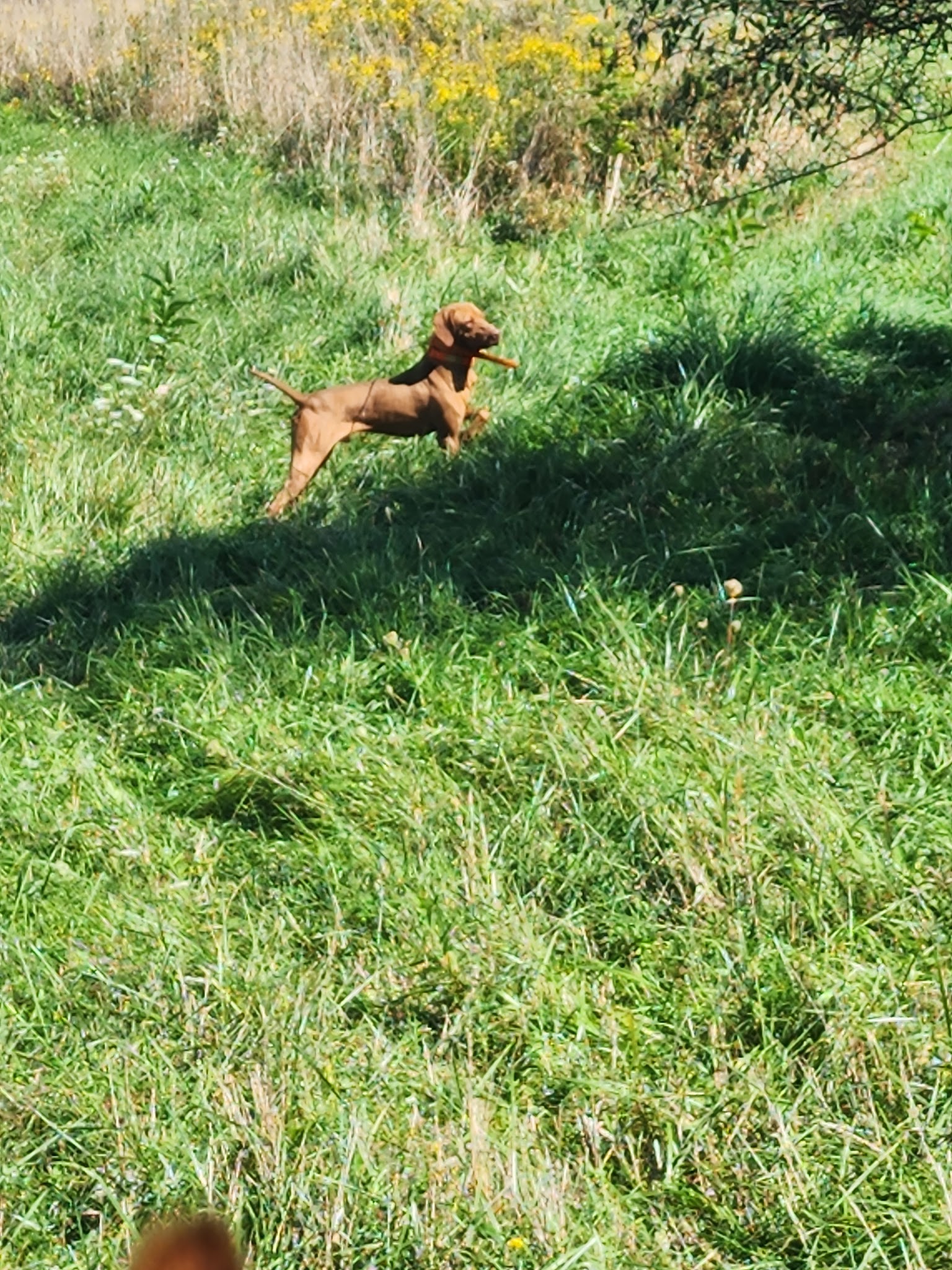 Oak Ridge Pointing Dog Club - Harrisville, PA