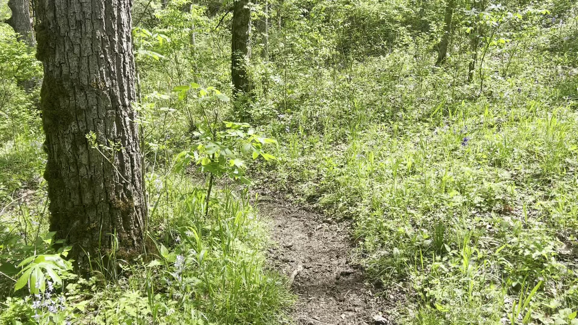 Chinquapin Trail - Harrodsburg, KY