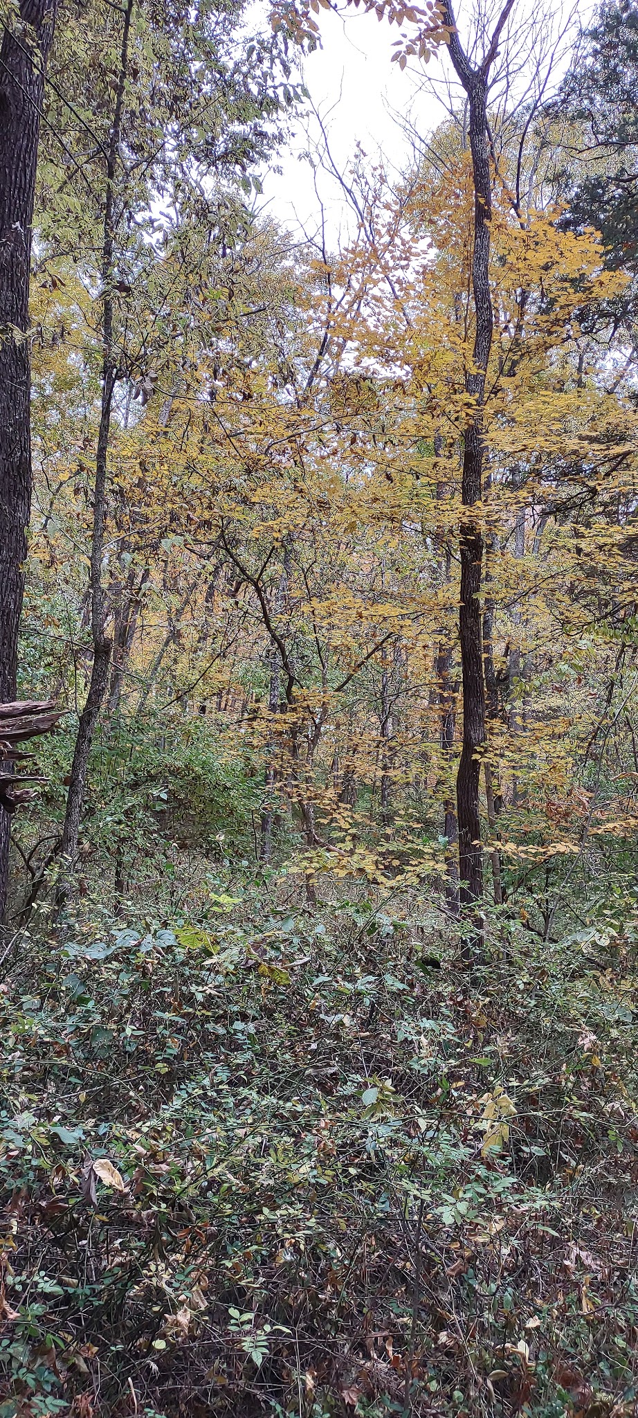 Chinquapin Trail - Harrodsburg, KY