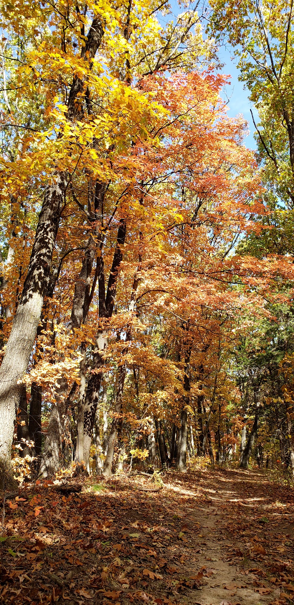 Hart Creek Conservation Area - Hartsburg, MO