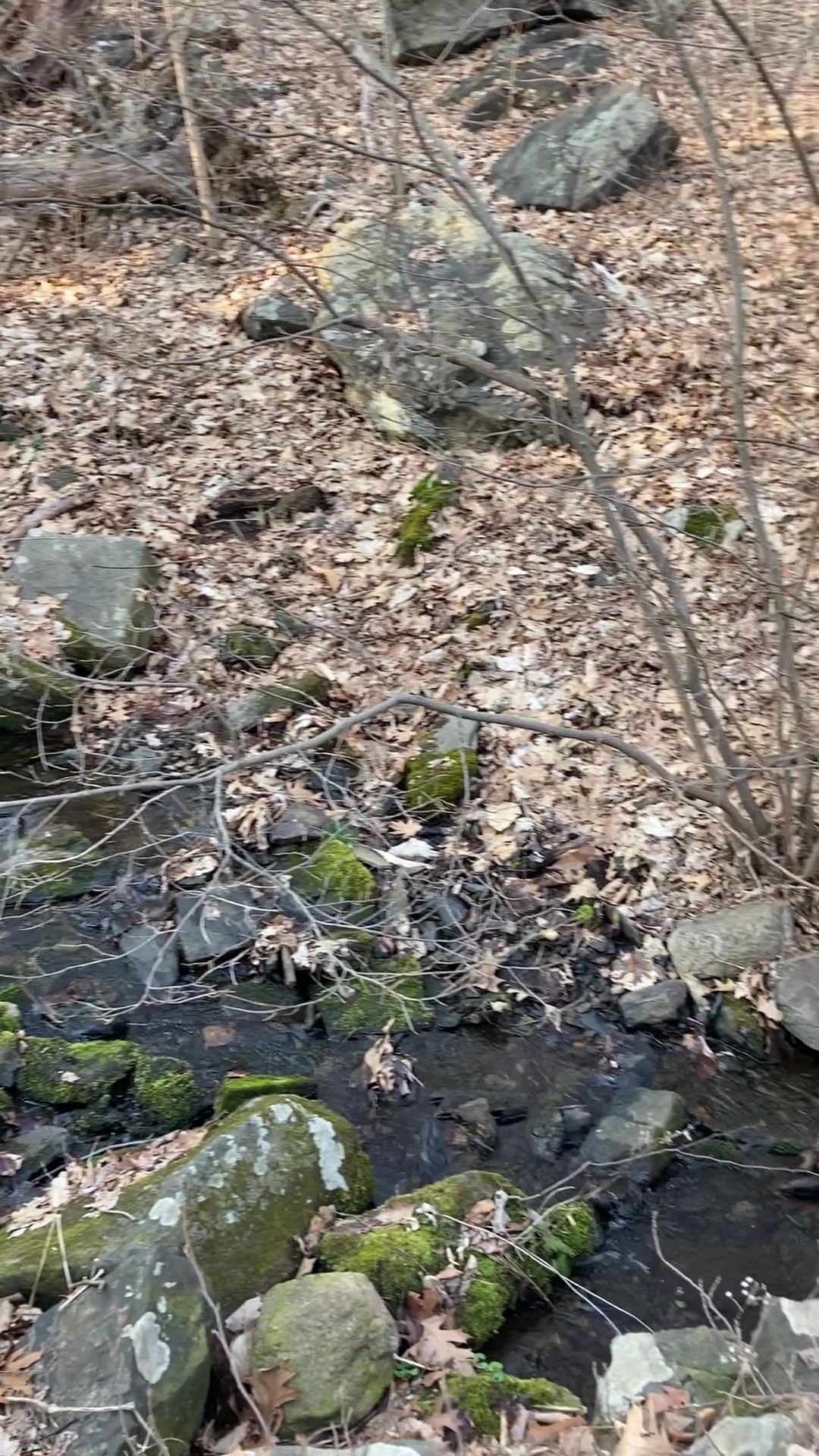 Hart’s Brook Park and Preserve - Hartsdale, NY