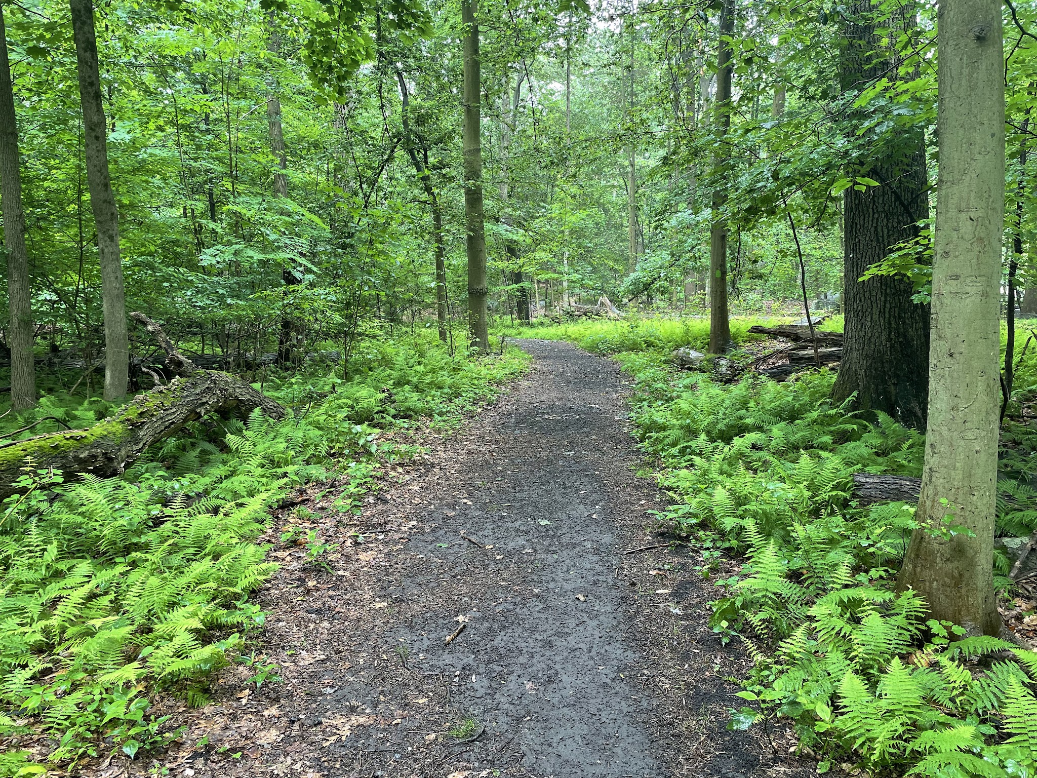 Hart’s Brook Park and Preserve - Hartsdale, NY