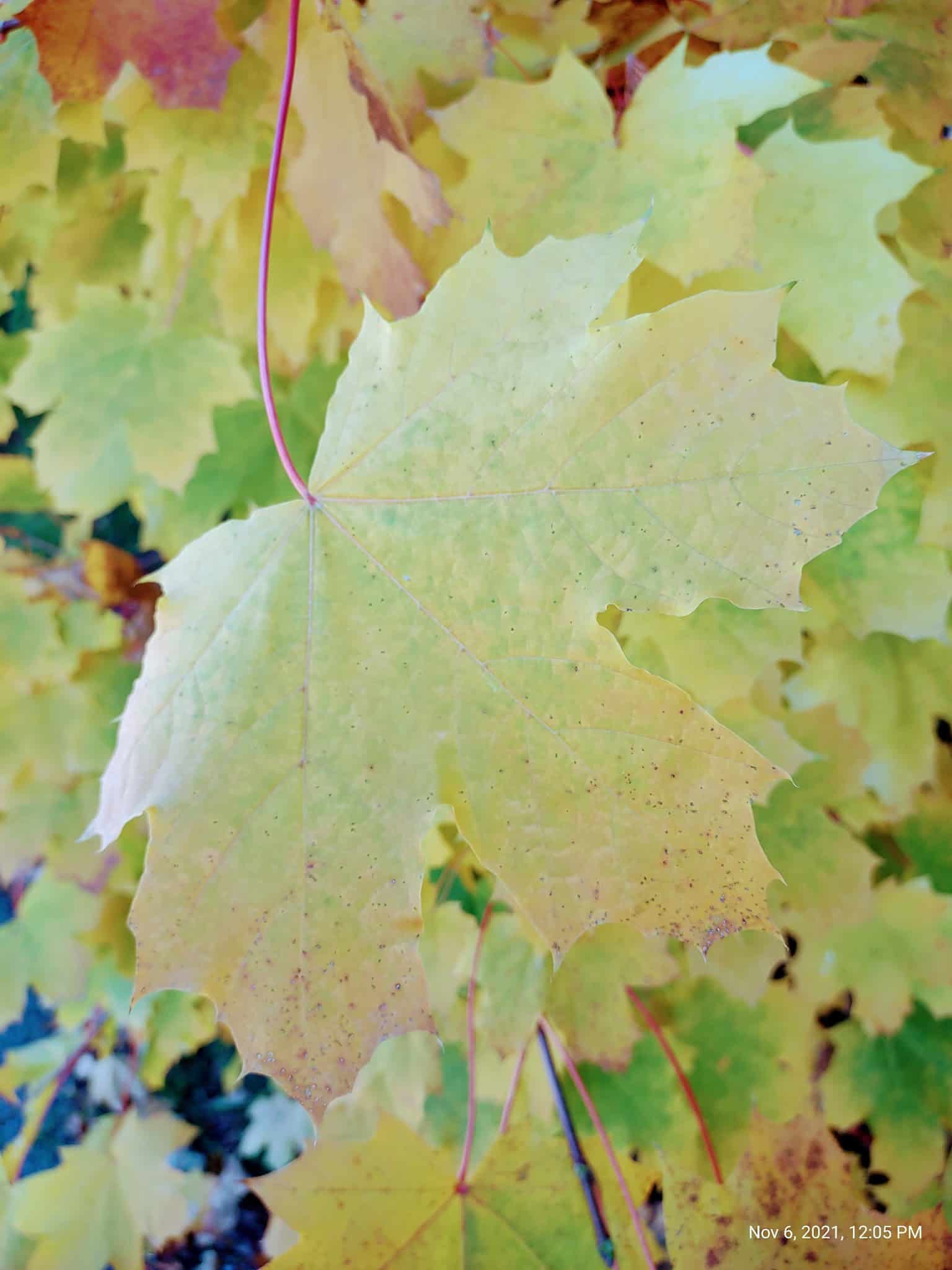 Riverside Dog Park - Haverhill, MA