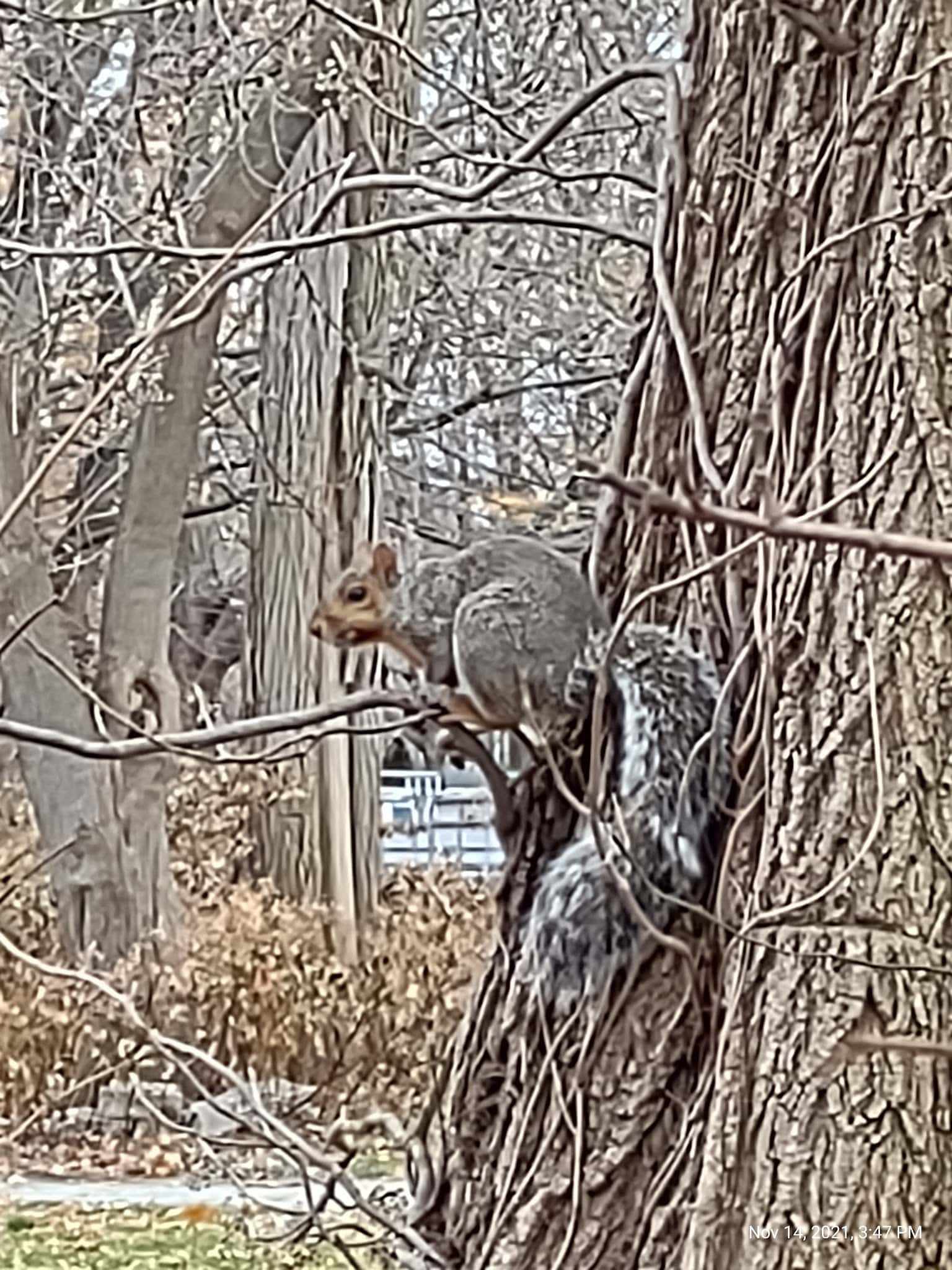 Riverside Dog Park - Haverhill, MA