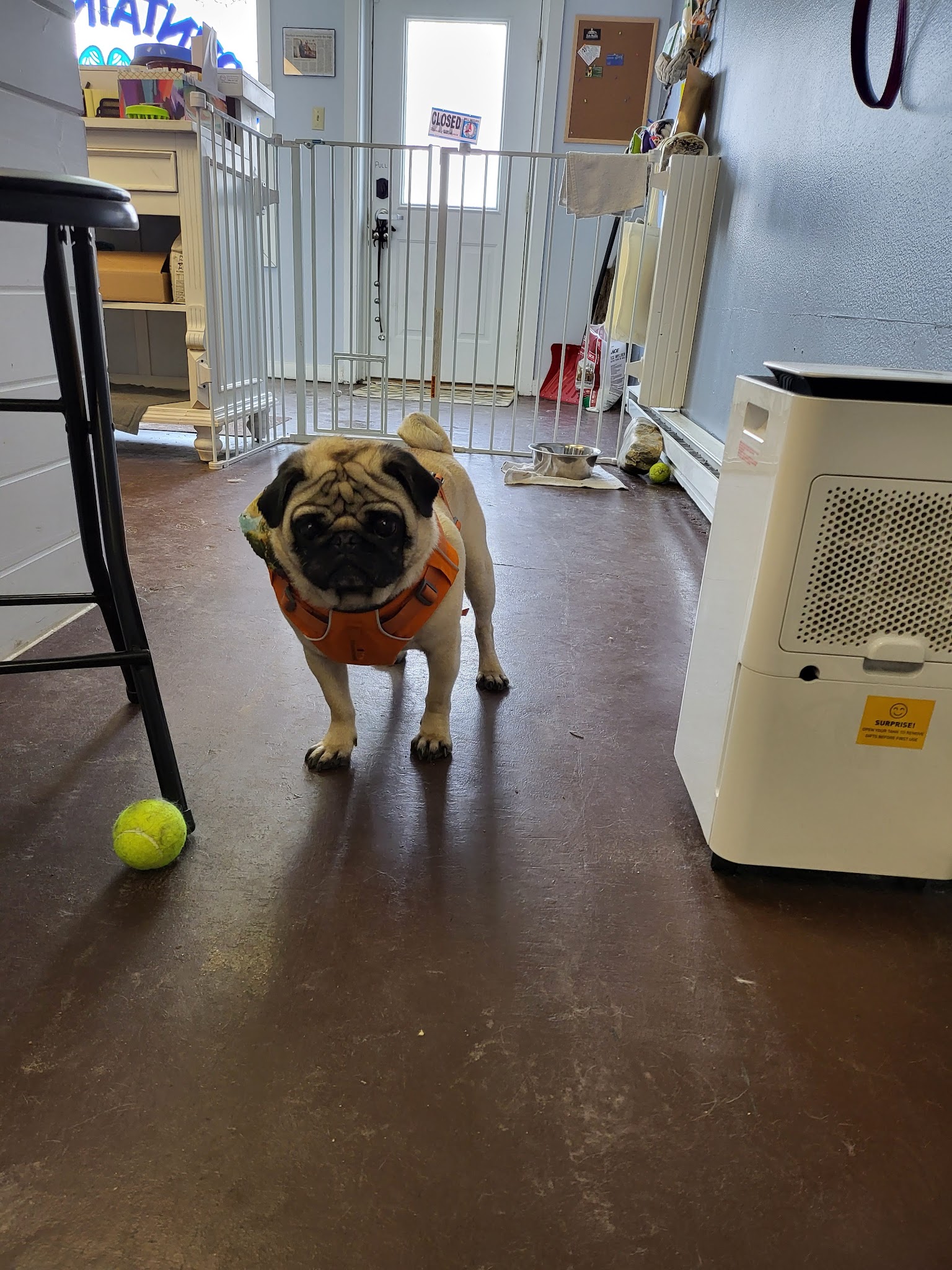 Mountain Mutts and Such LLC - Hayden, CO