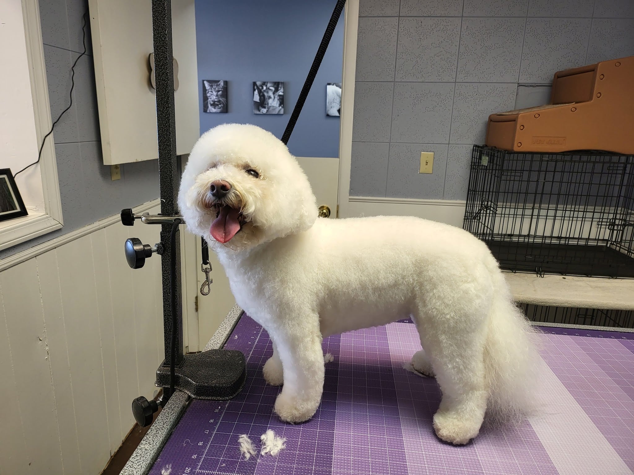 Mountain Mutts and Such LLC - Hayden, CO