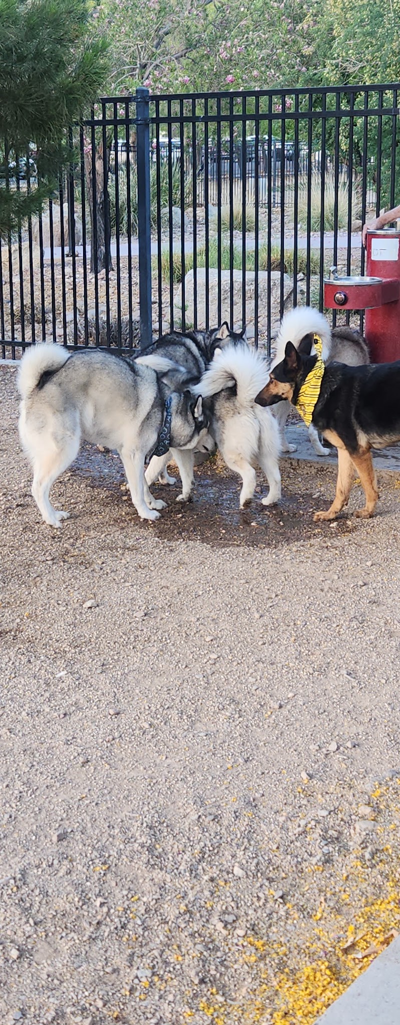 Bark Park - Henderson, NV