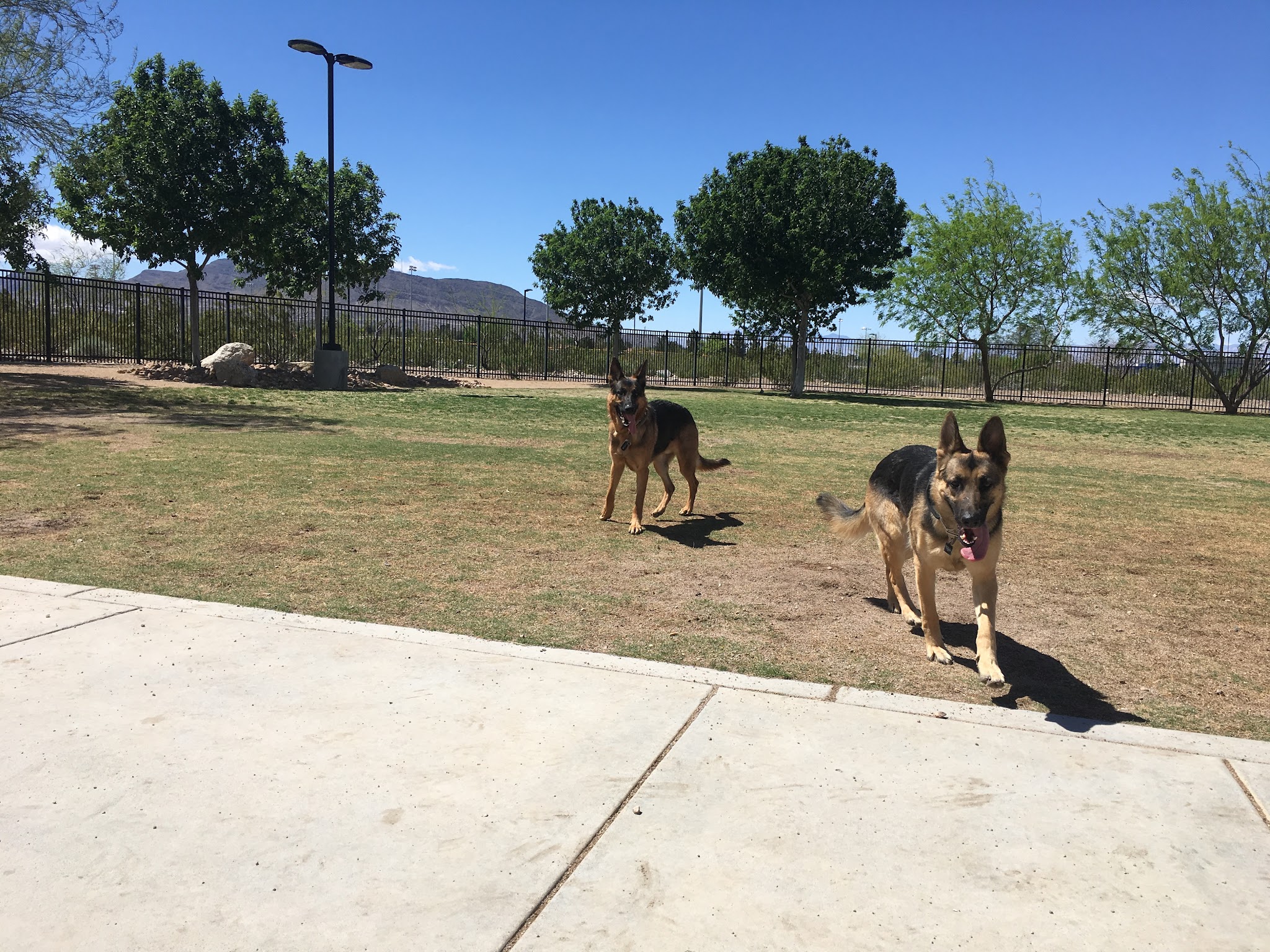 Bark Park - Henderson, NV