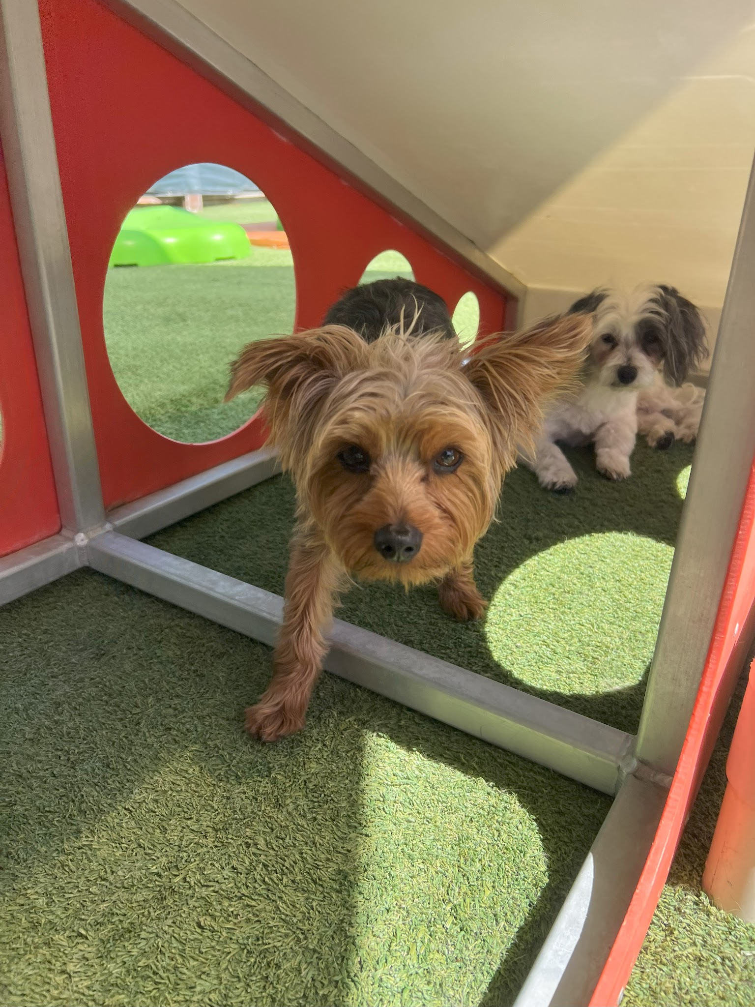 BratPak Dog Kamp - Henderson, NV