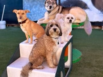 BratPak Dog Kamp - Henderson, NV