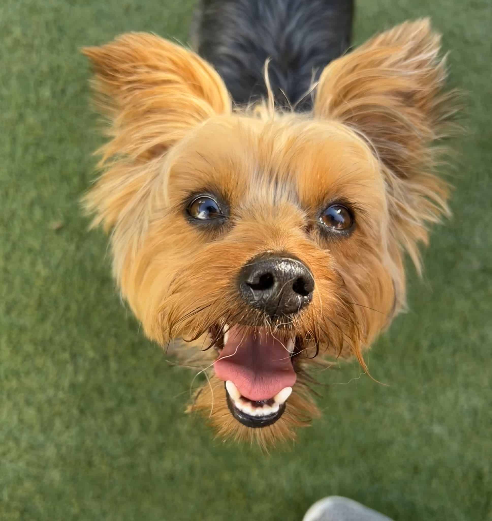 BratPak Dog Kamp - Henderson, NV