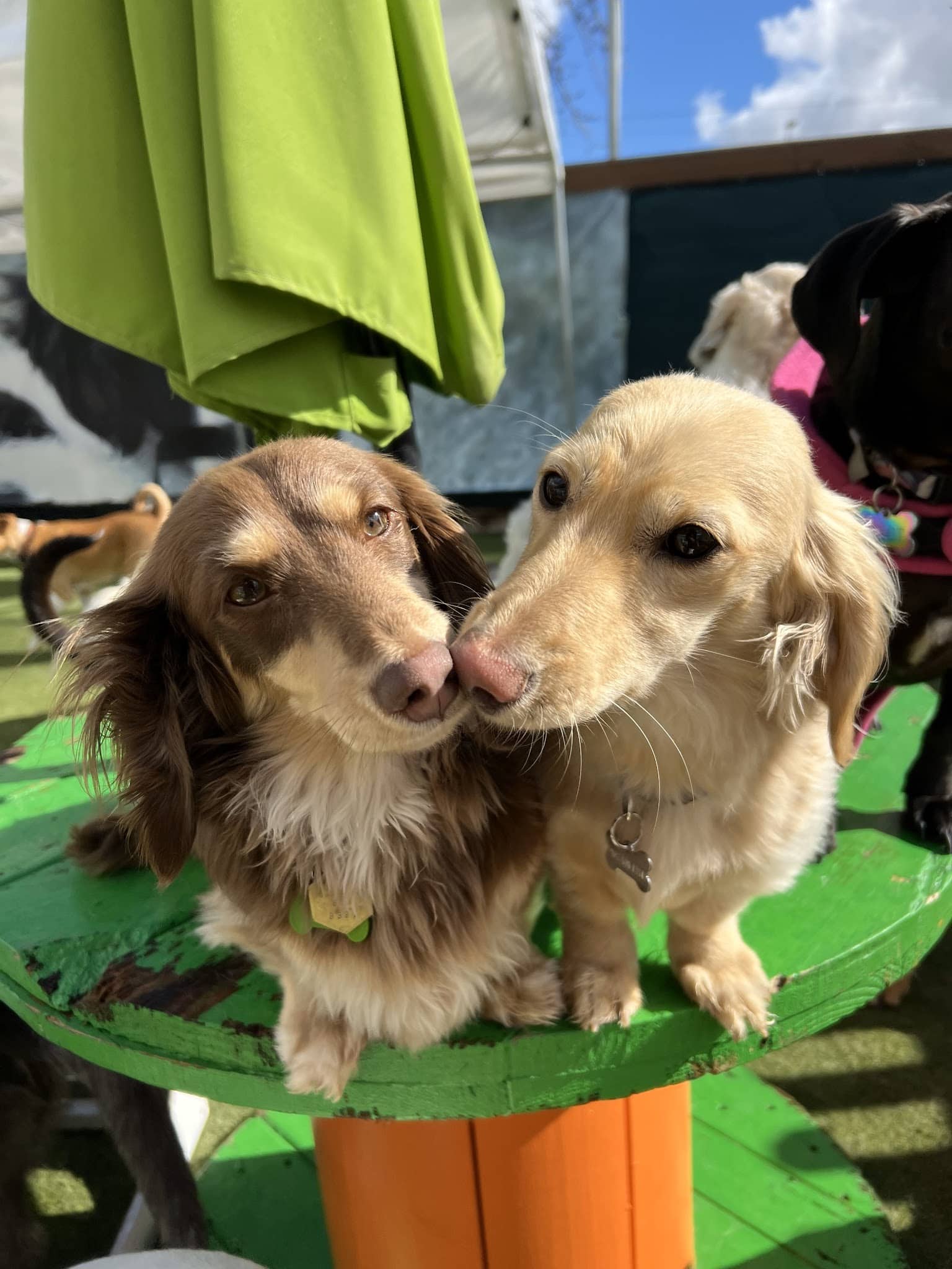 BratPak Dog Kamp - Henderson, NV