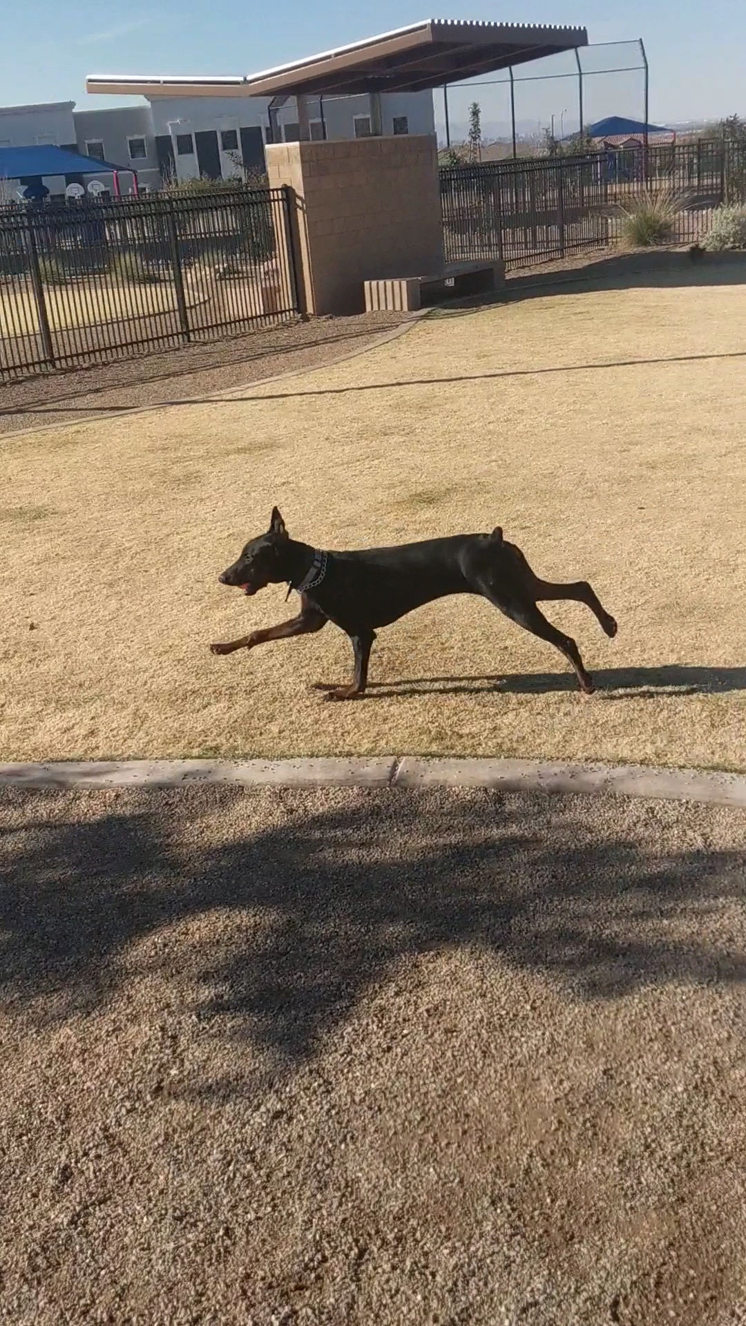 Desert Pulse Park - Henderson, NV