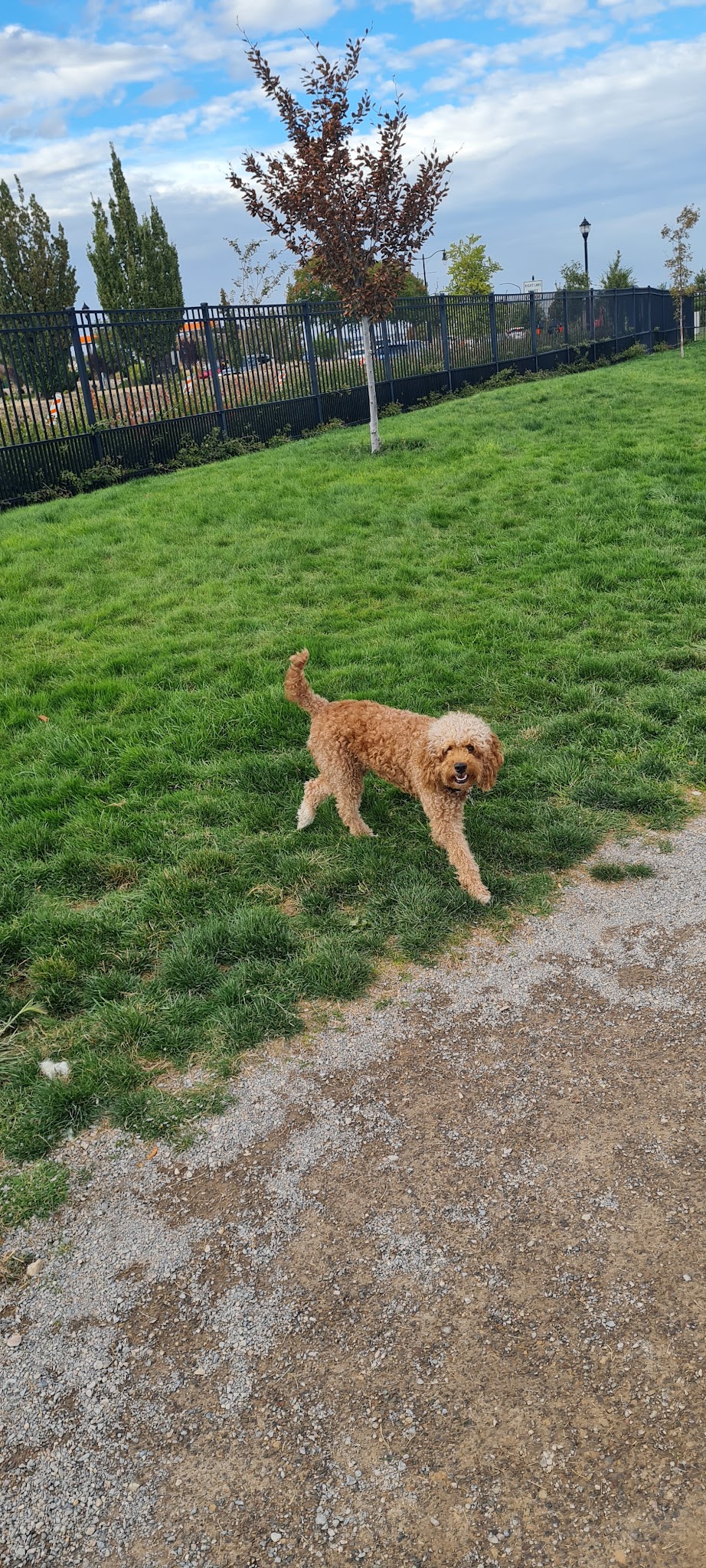 Herriman dog park - Herriman, UT
