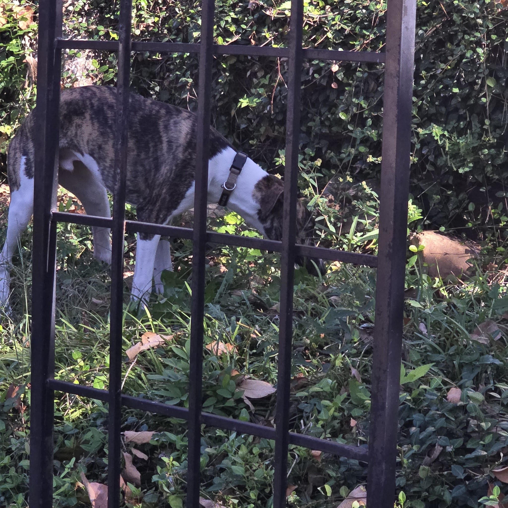 PRIVATE SniffSpot Paw Paradise Lake Dallas - Hickory Creek, TX