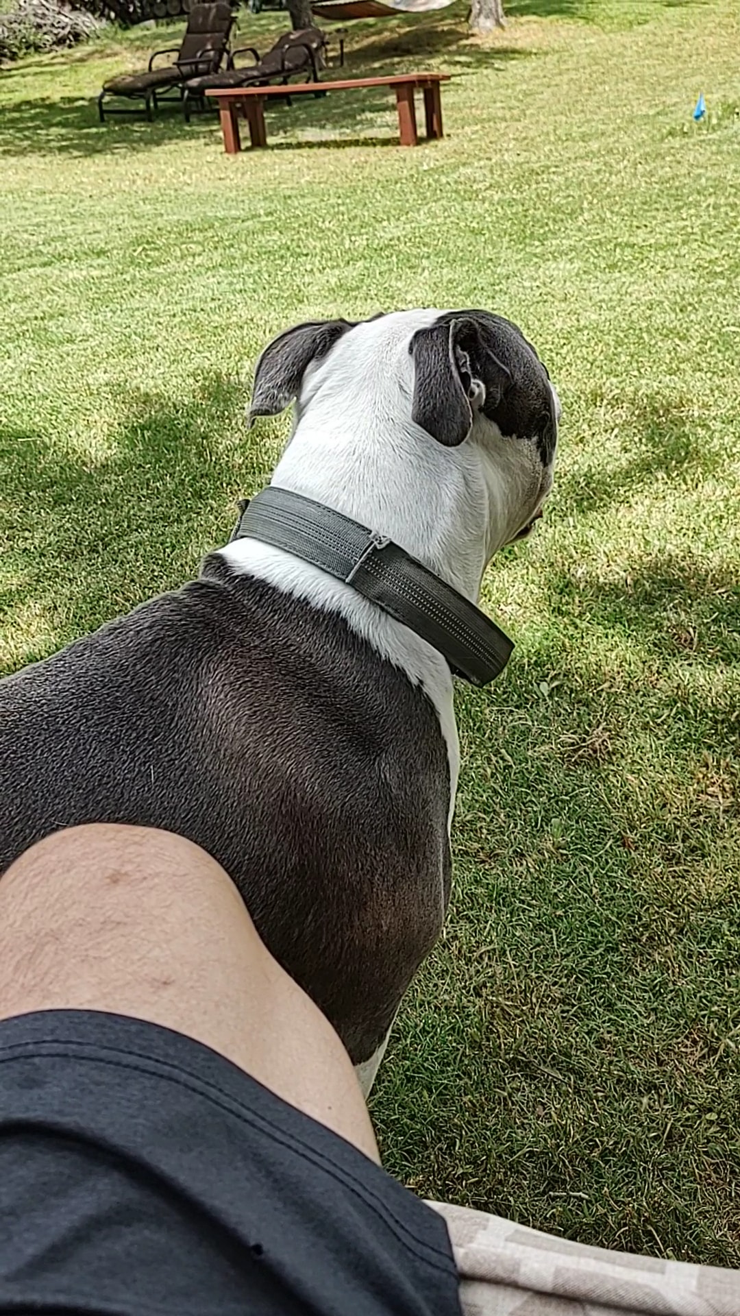 PRIVATE SniffSpot Paw Paradise Lake Dallas - Hickory Creek, TX