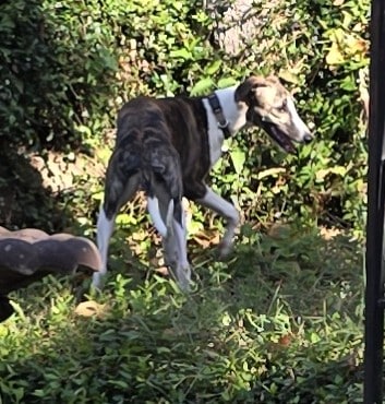 PRIVATE SniffSpot Paw Paradise Lake Dallas - Hickory Creek, TX