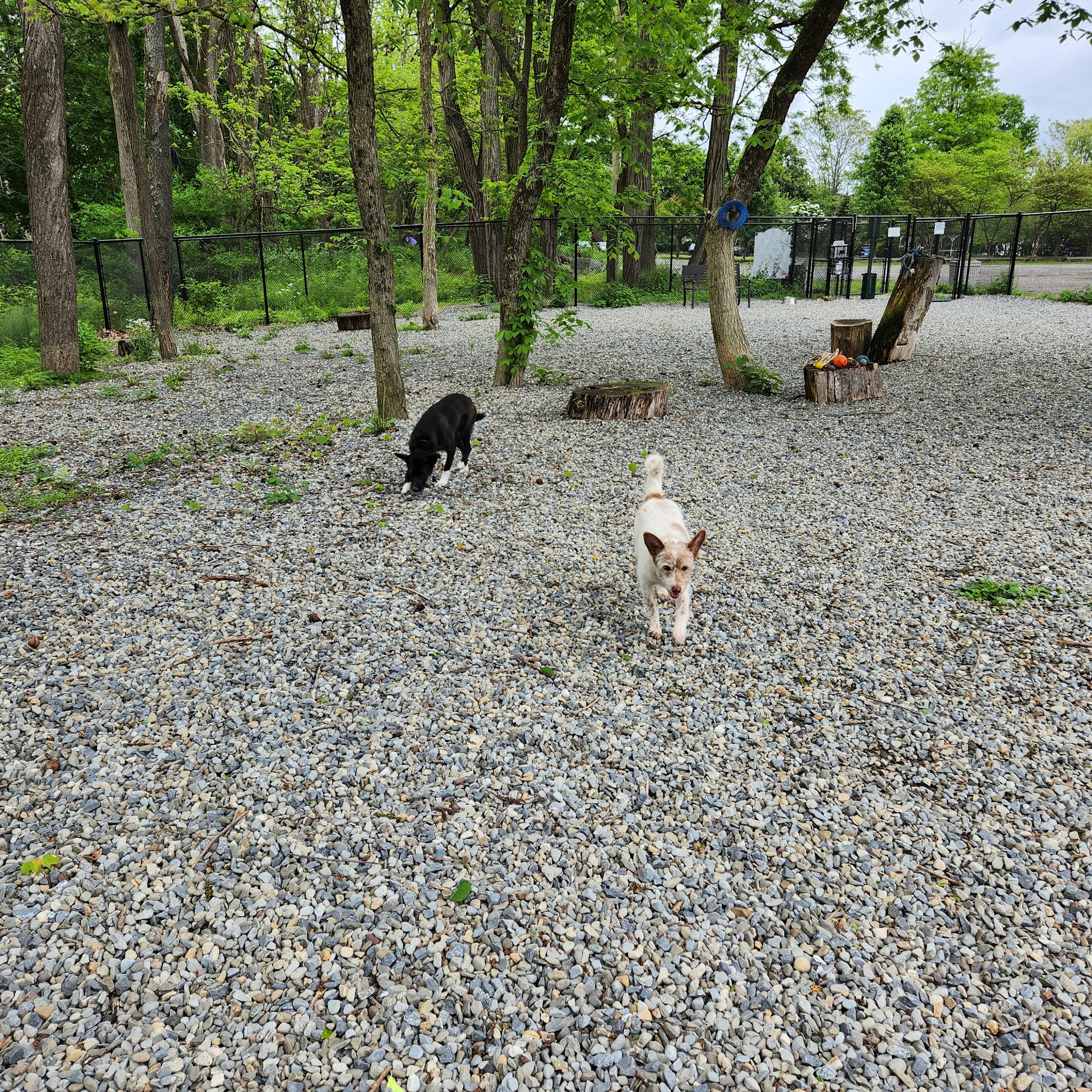 High Bridge Dog Park - High Bridge, NJ
