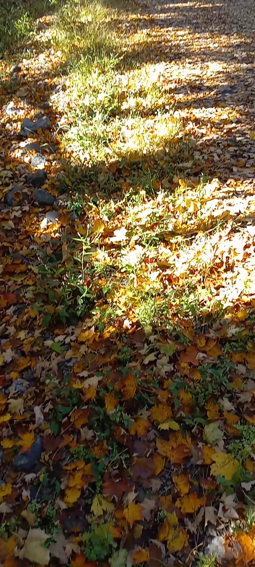 Hudson Valley Rail Trail - Highland, NY