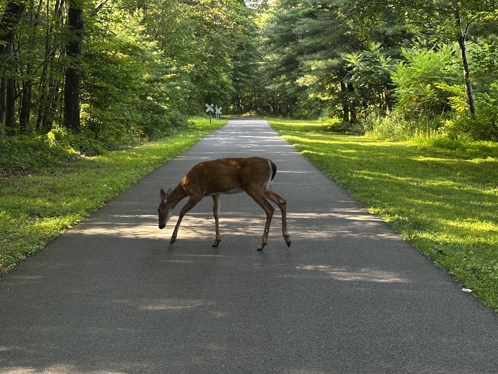 Hudson Valley Rail Trail - Highland, NY