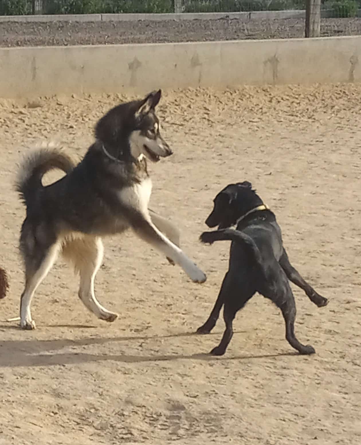 Digger's at Dad Clark Park - Highlands Ranch, CO