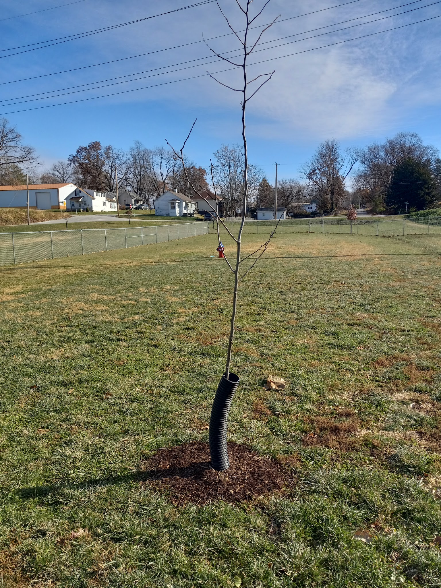 Dog Park - Hillsboro, IL