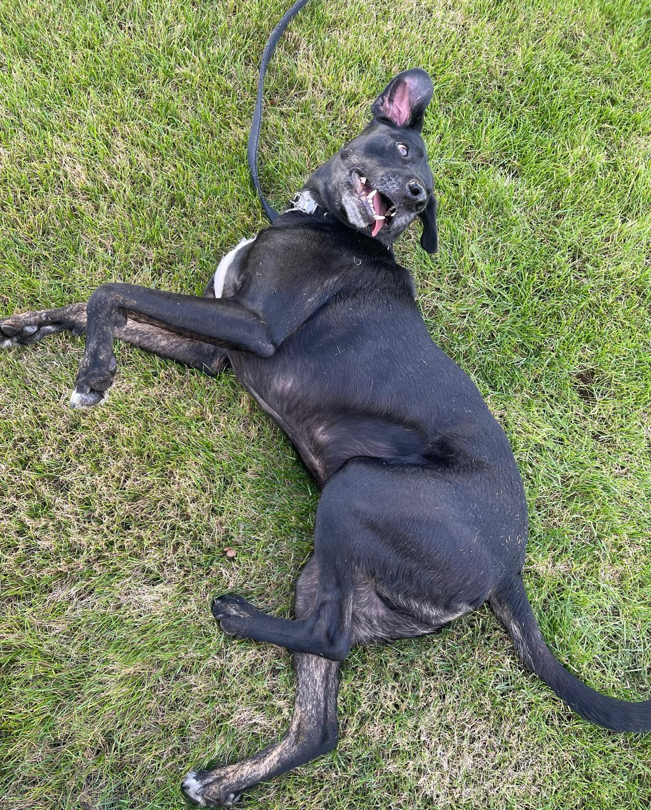 Reed’s Crossing Dog Park - Hillsboro, OR