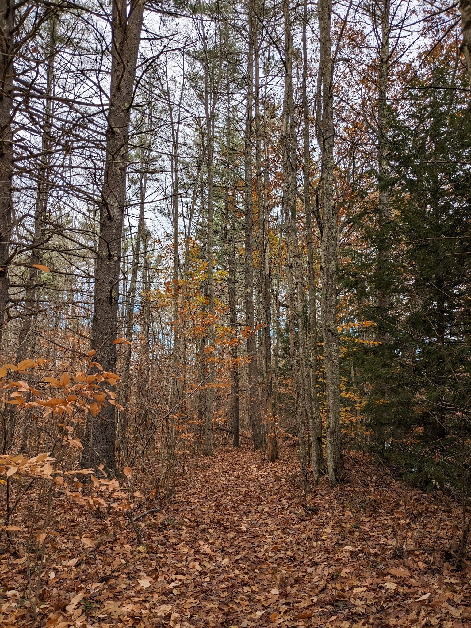 Contoocook River Walk - Hillsborough, NH