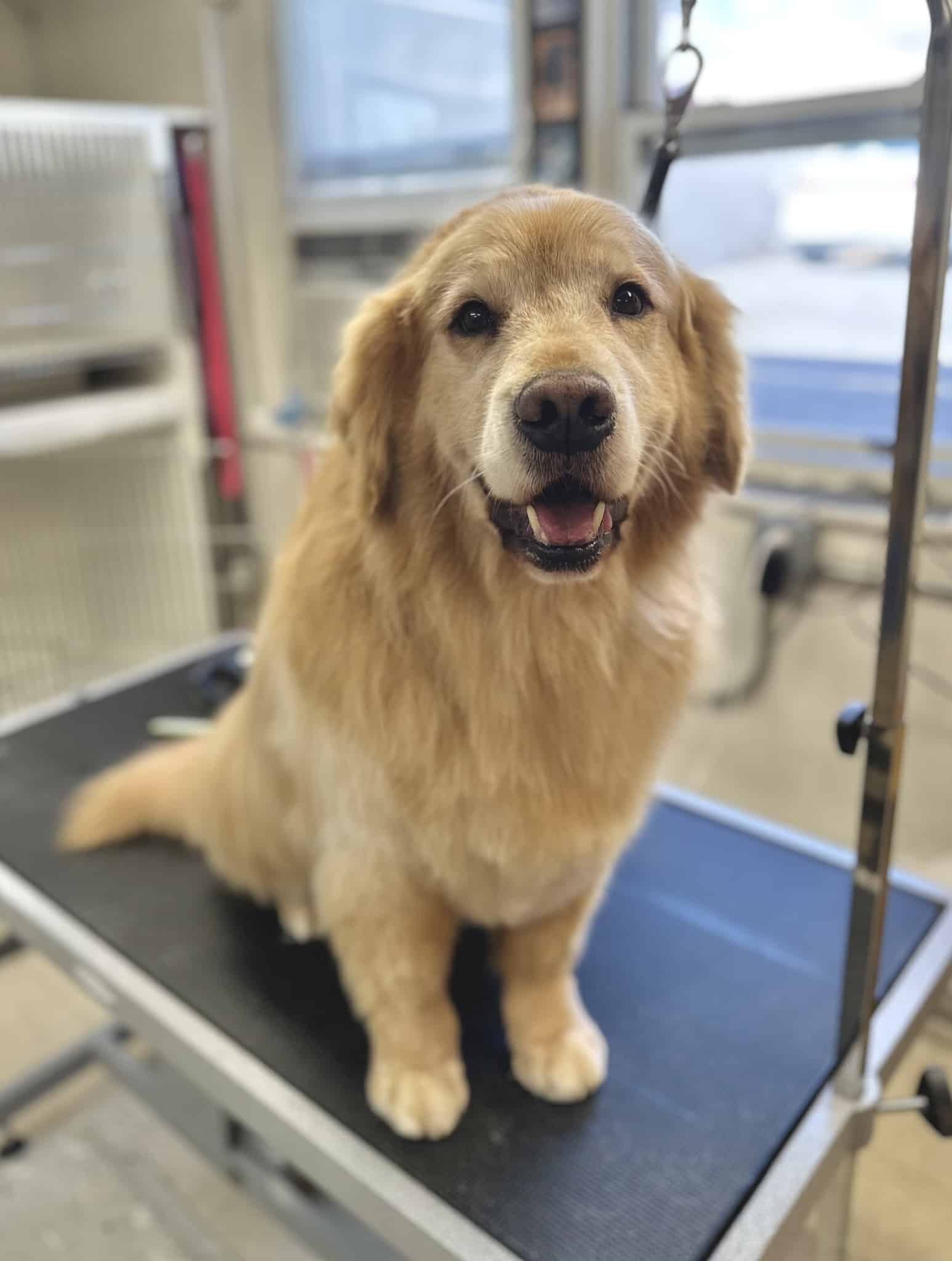 Woof Cuts - Ho-Ho-Kus, NJ