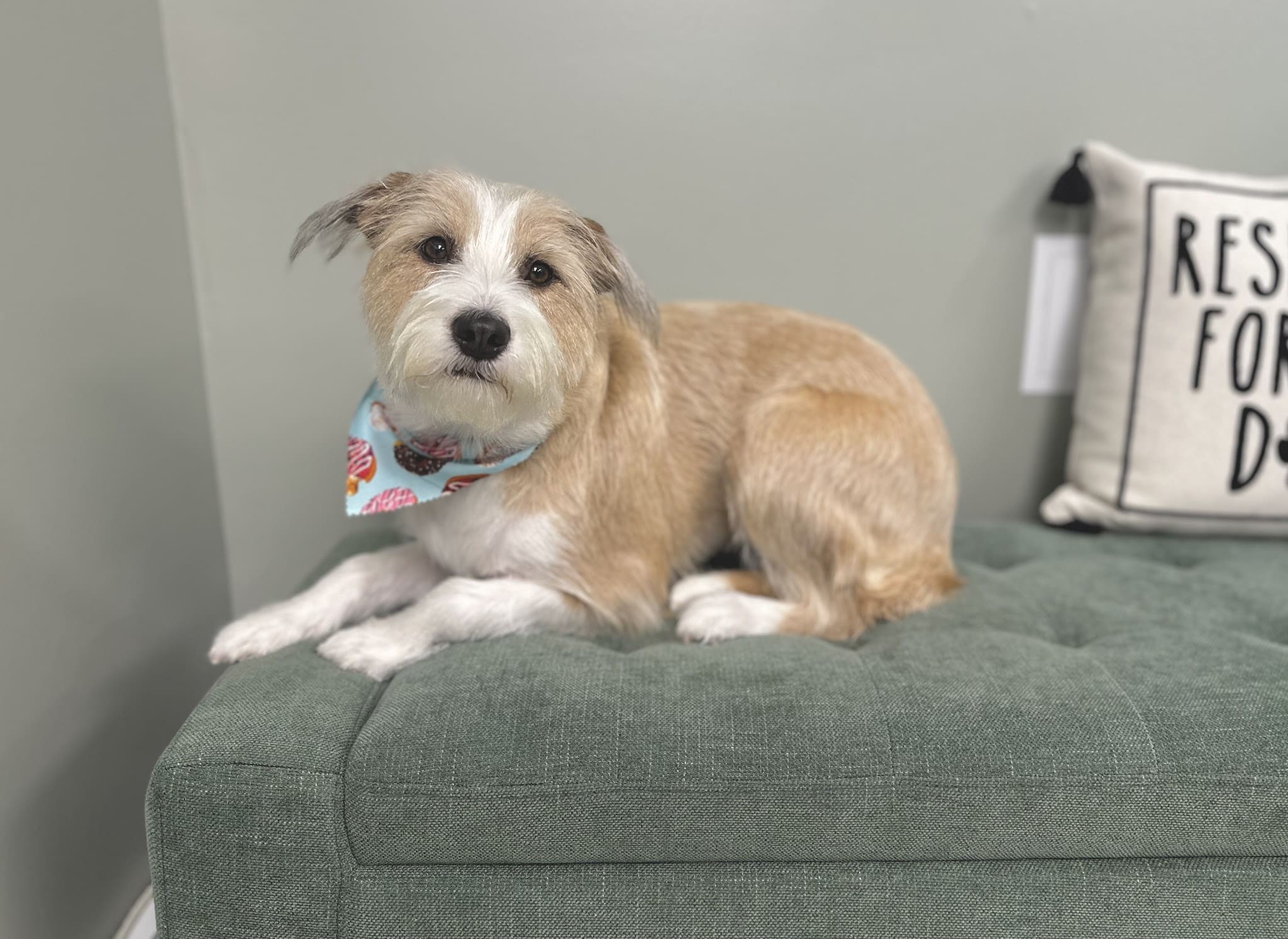 Woof Cuts - Ho-Ho-Kus, NJ